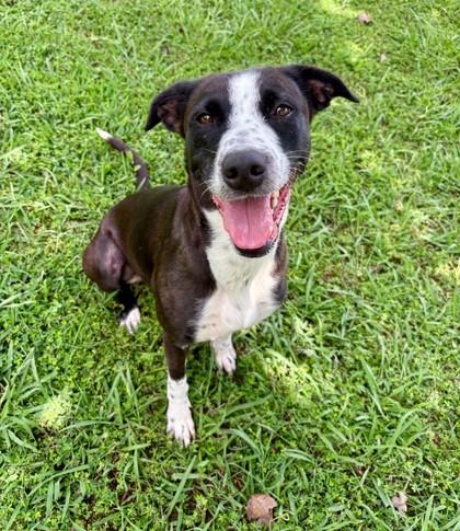 Enlarge Pep Squad 1226-25, a Adoptable Mixed Breed in Cumming, GA image 1/1