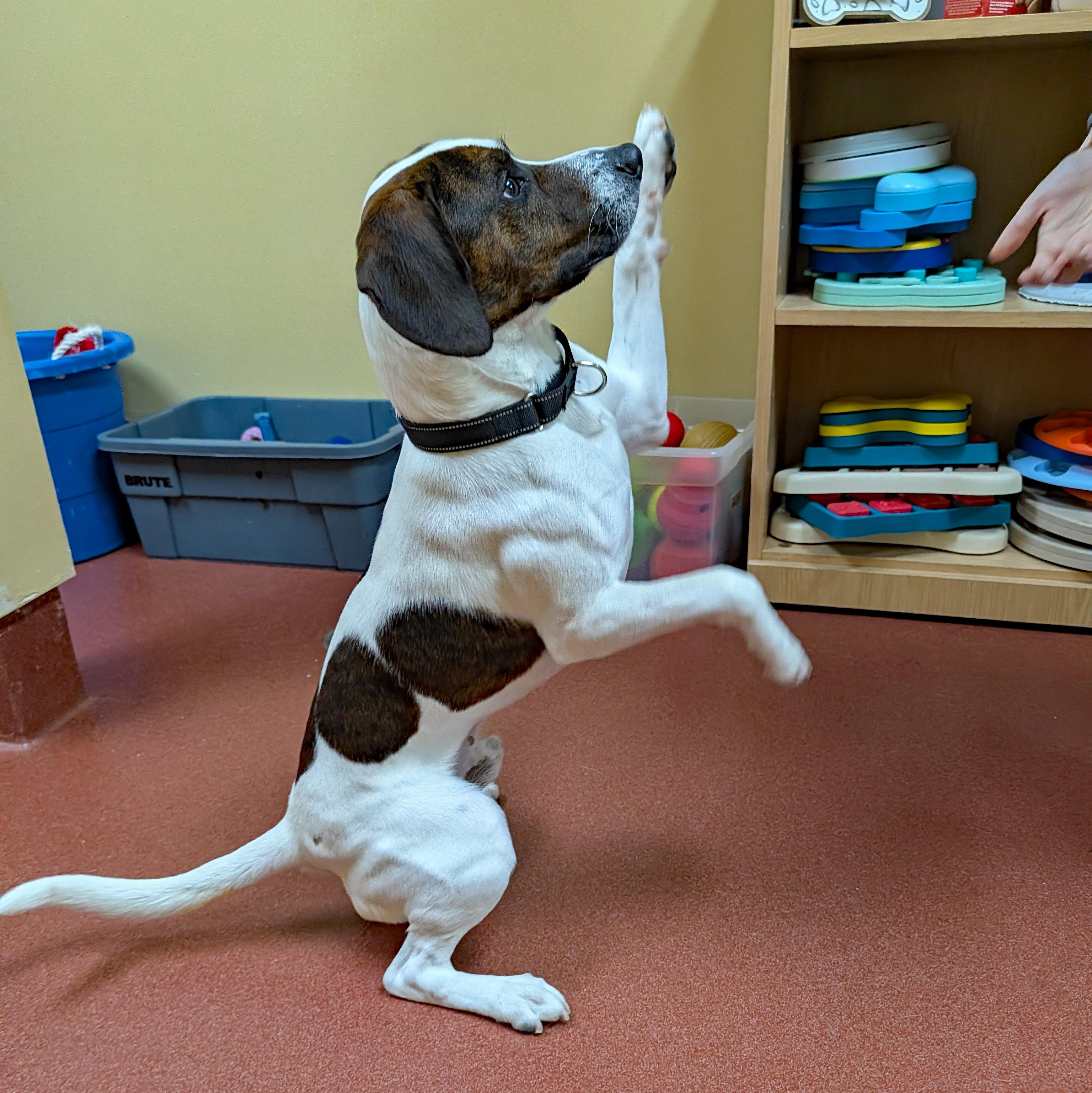 Dave, a ADOPTABLE mixed breed in Accident, MD image 1/6