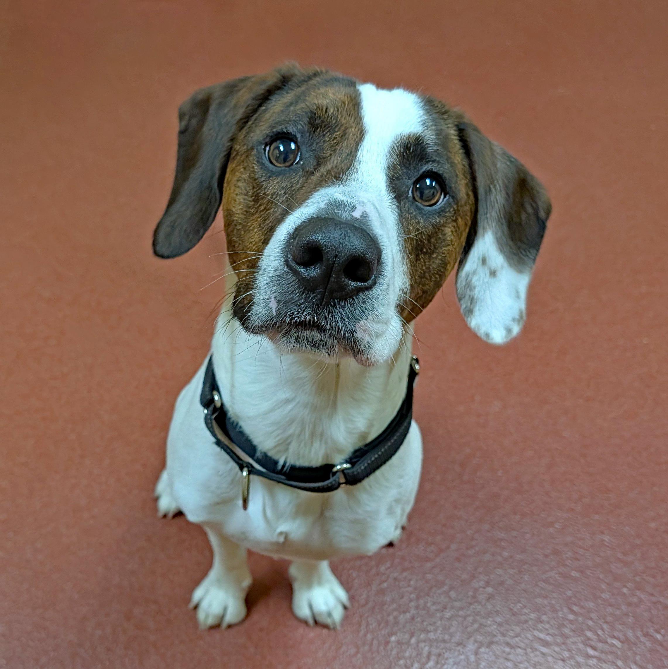 Dave, a ADOPTABLE mixed breed in Accident, MD image 5/6