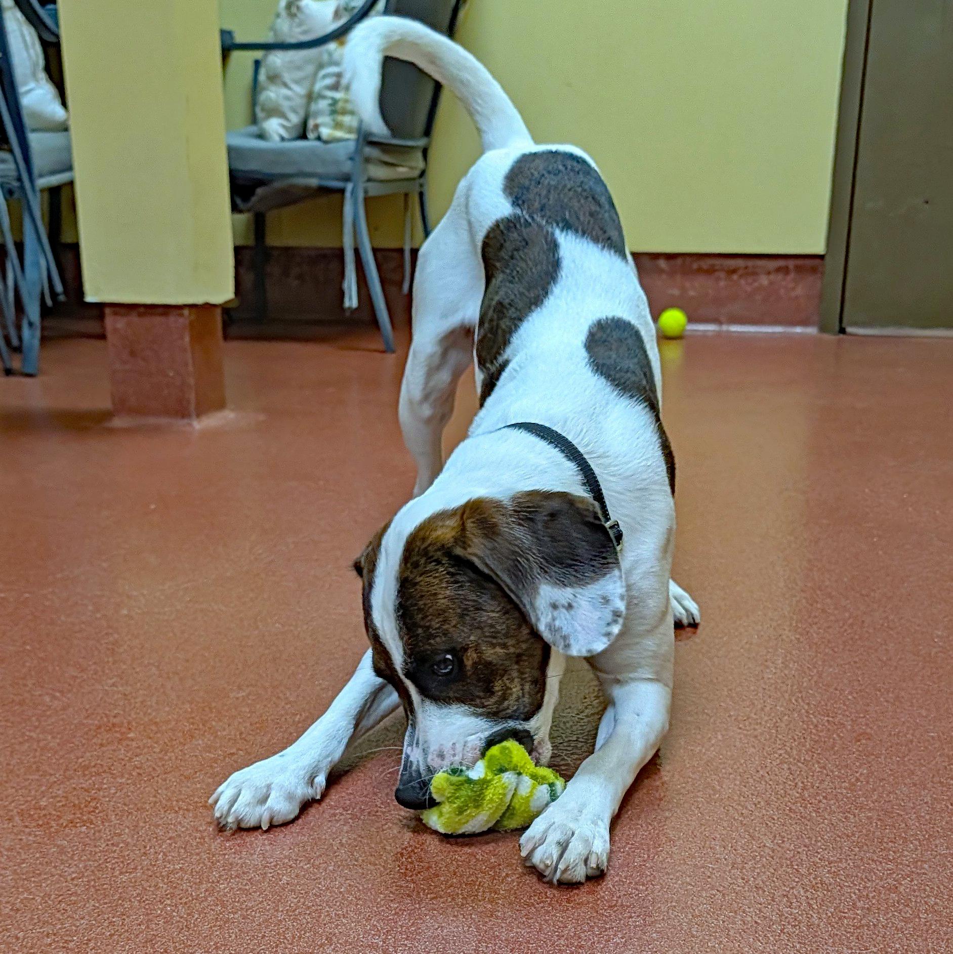 Dave, a ADOPTABLE mixed breed in Accident, MD image 4/6