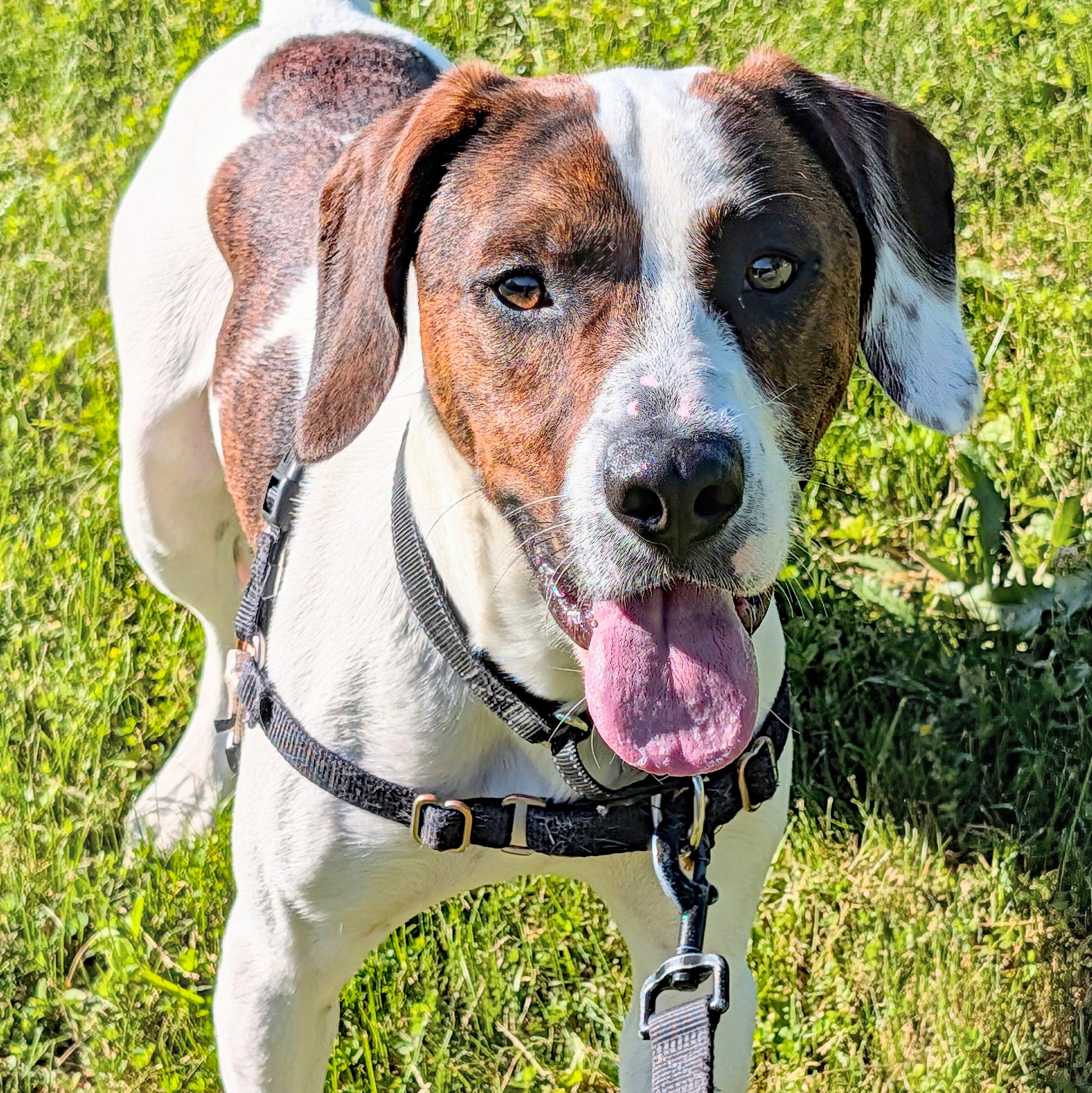 Dave, a ADOPTABLE mixed breed in Accident, MD image 3/6