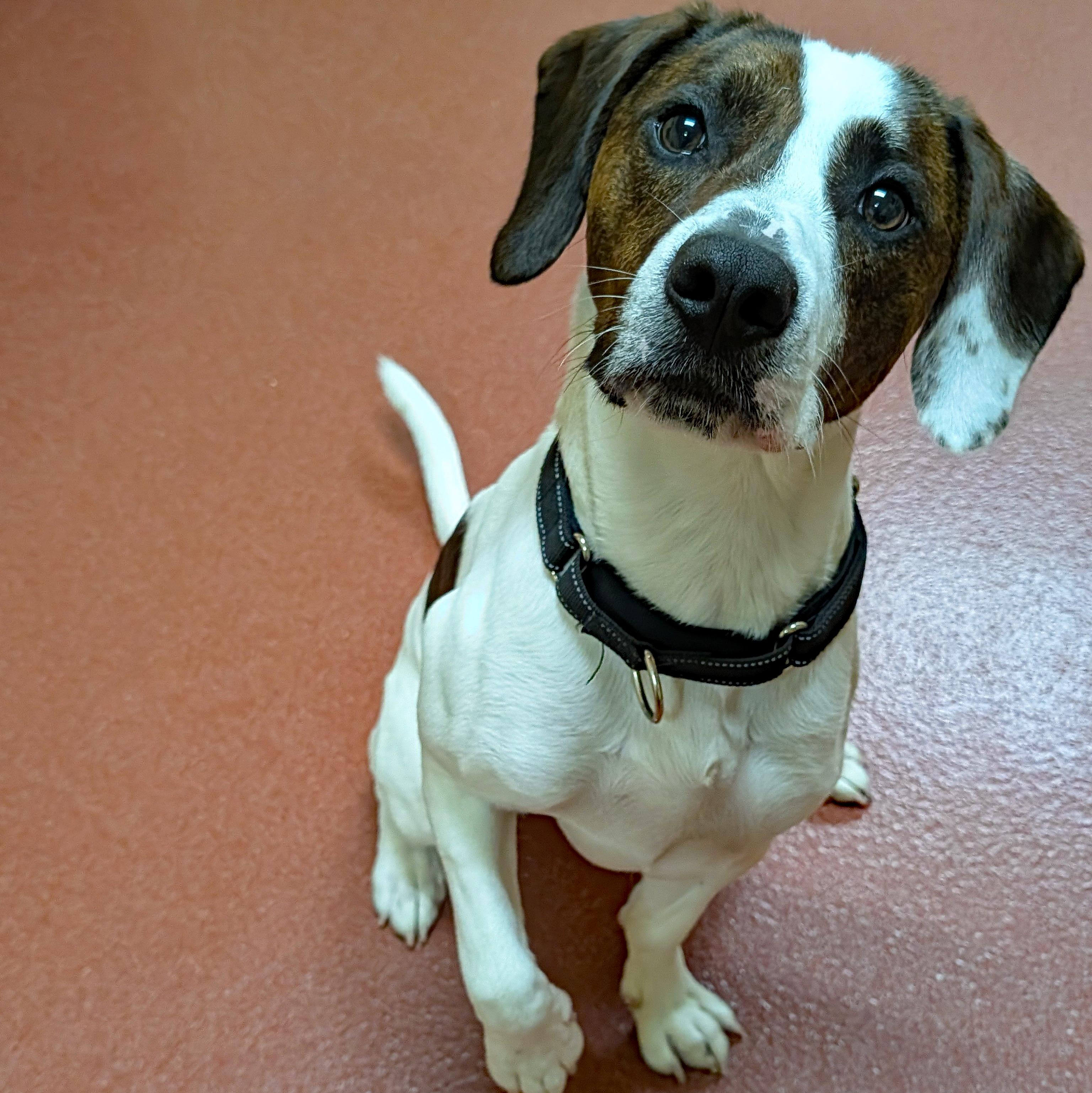 Dave, a ADOPTABLE mixed breed in Accident, MD image 2/6