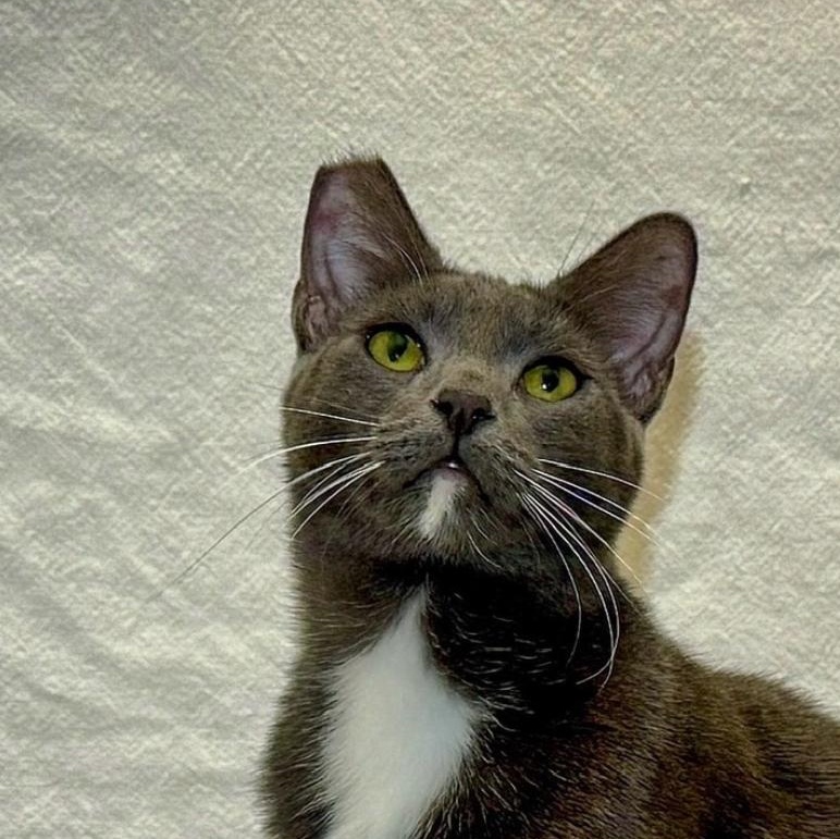 Bow Tie, Adoptable, Young Male Domestic Short Hair.