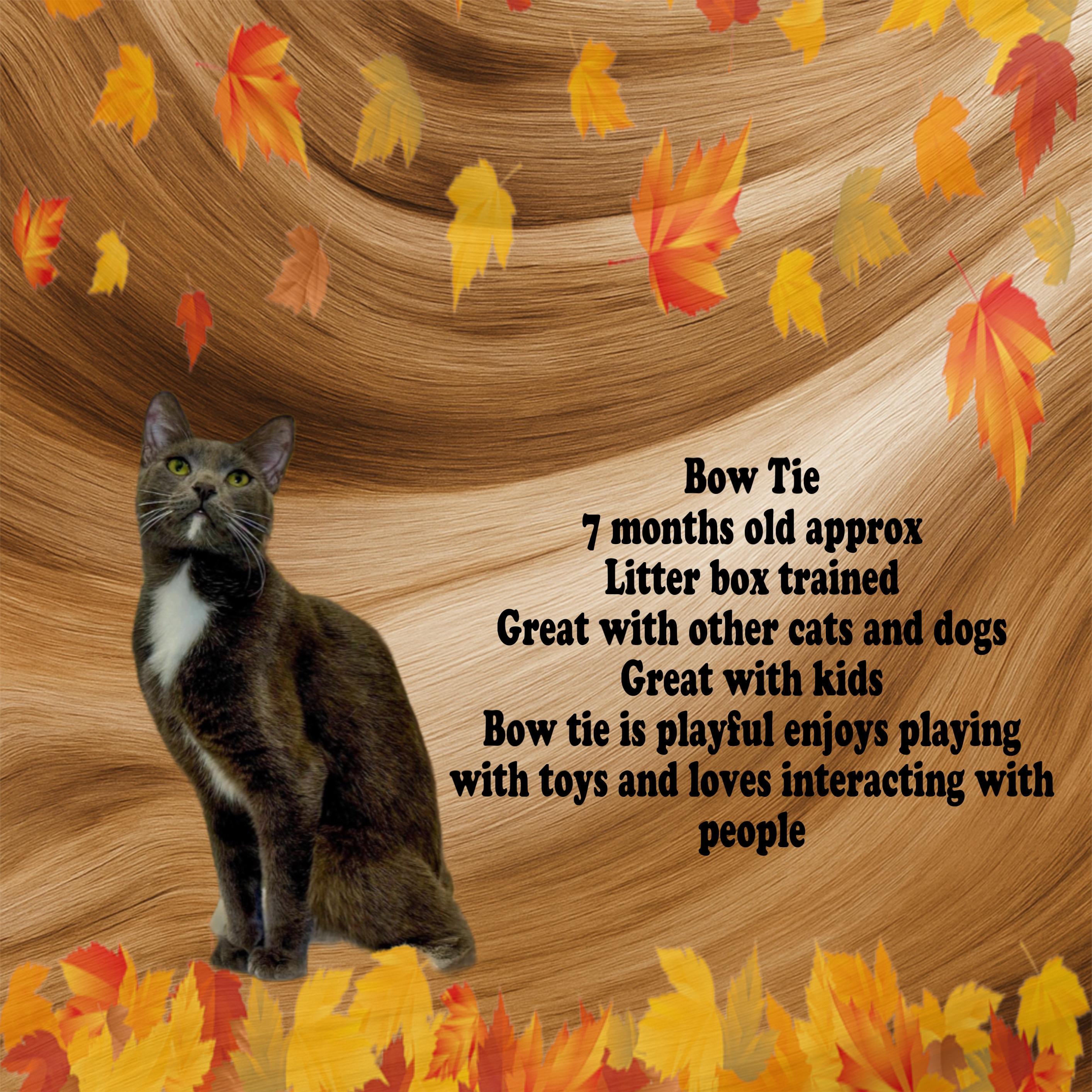 Bow Tie, a Adoptable mixed breed in Fresno, CA image 3/3