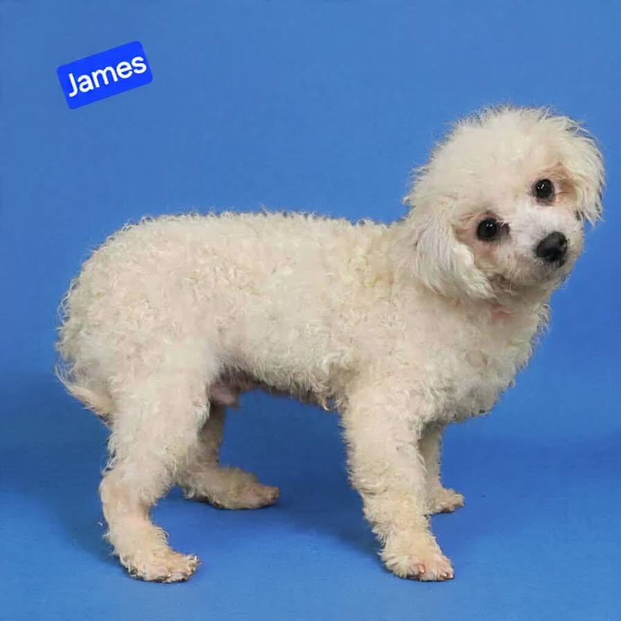 James, ADOPTABLE, Young Male Poodle (Toy) & Schnauzer.