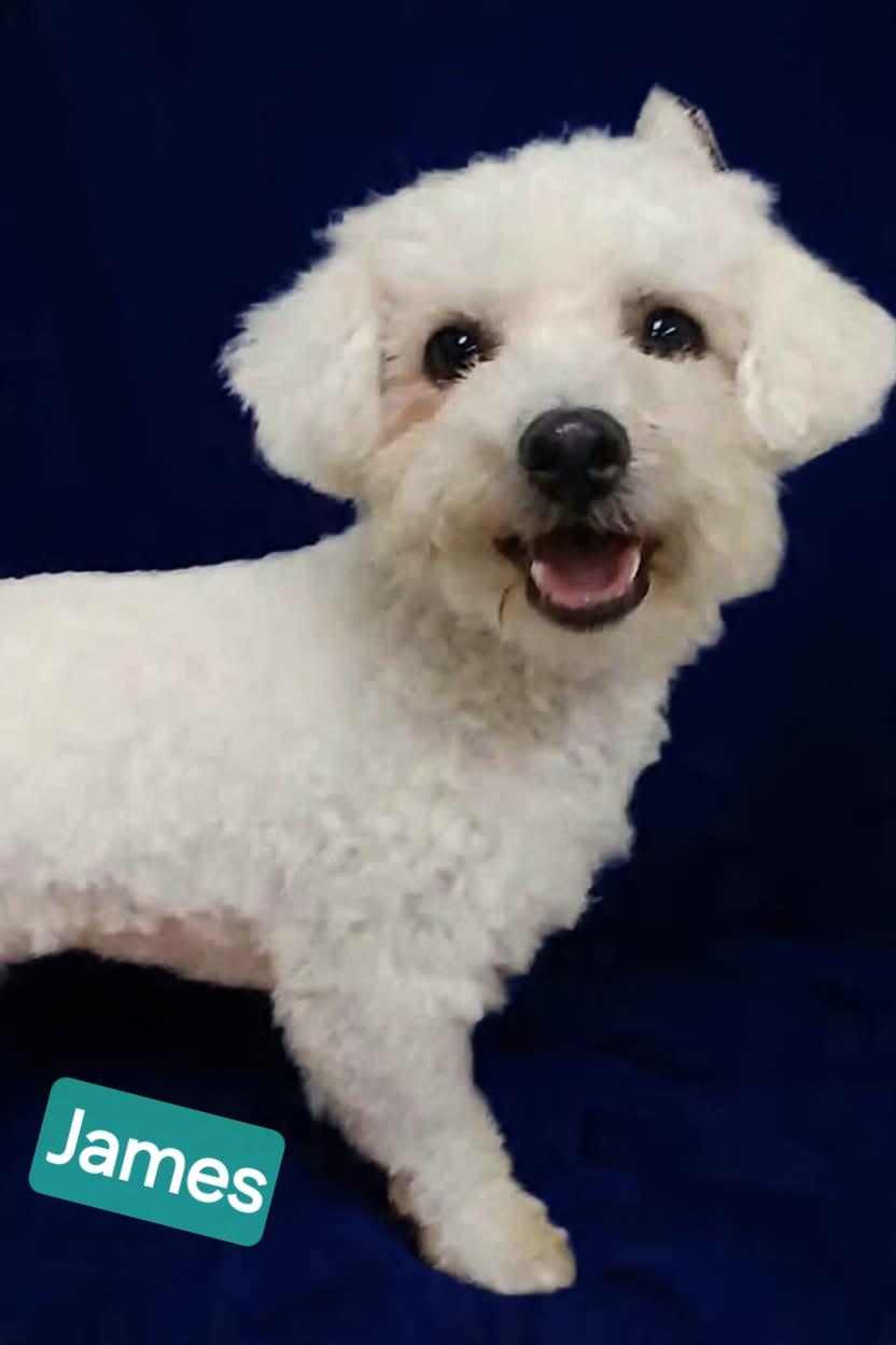 Enlarge James, a ADOPTABLE mixed breed in Wheelersburg, OH image 2/2