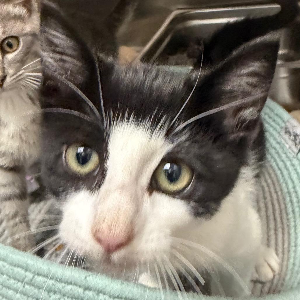 Jerry, Adoptable, Kitten Male Domestic Short Hair.