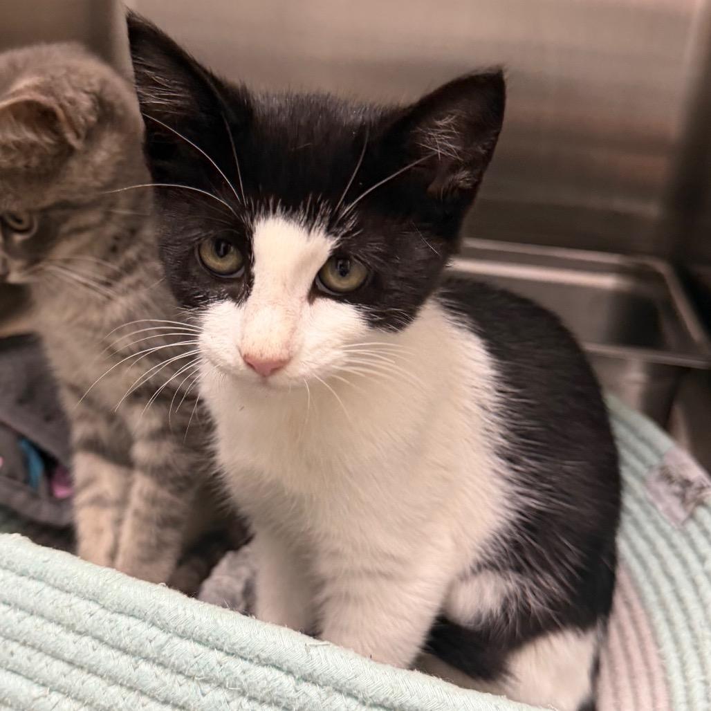 Enlarge Jerry, a Adoptable Domestic Short Hair in Blairsville, GA image 2/3