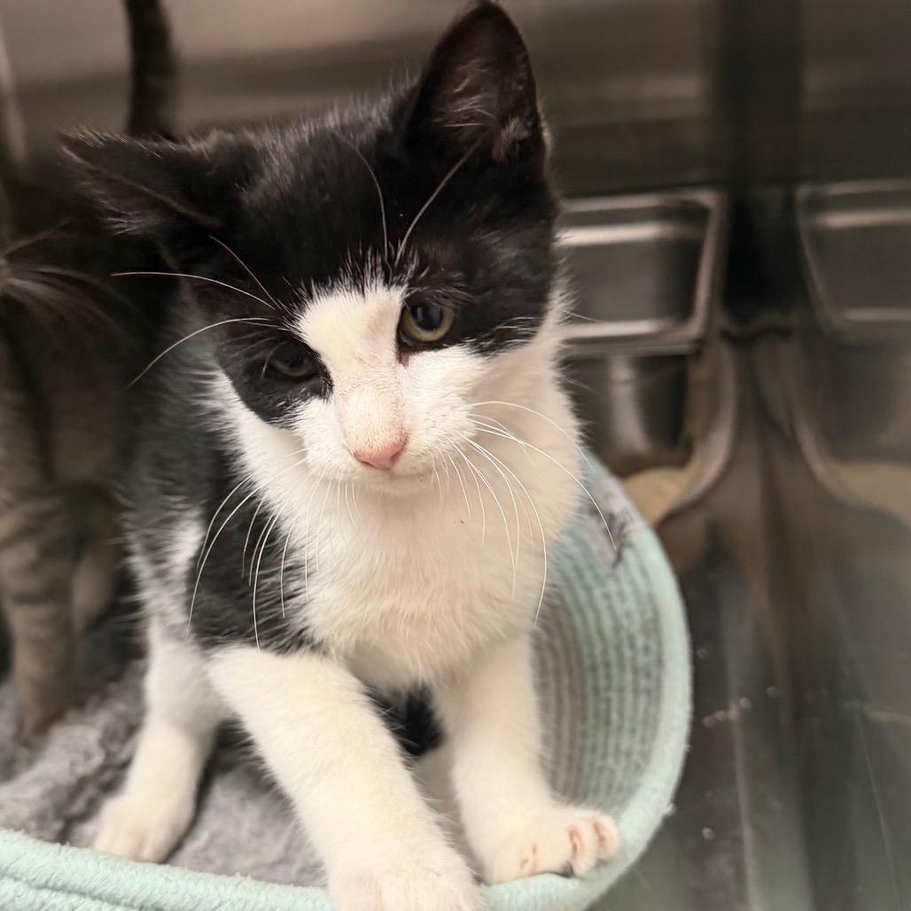 Enlarge Jerry, a Adoptable Domestic Short Hair in Blairsville, GA image 3/3