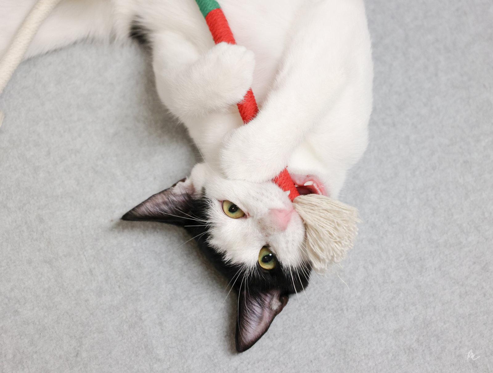 Enlarge FW, a Adoptable Domestic Short Hair in Cary, NC image 1/3