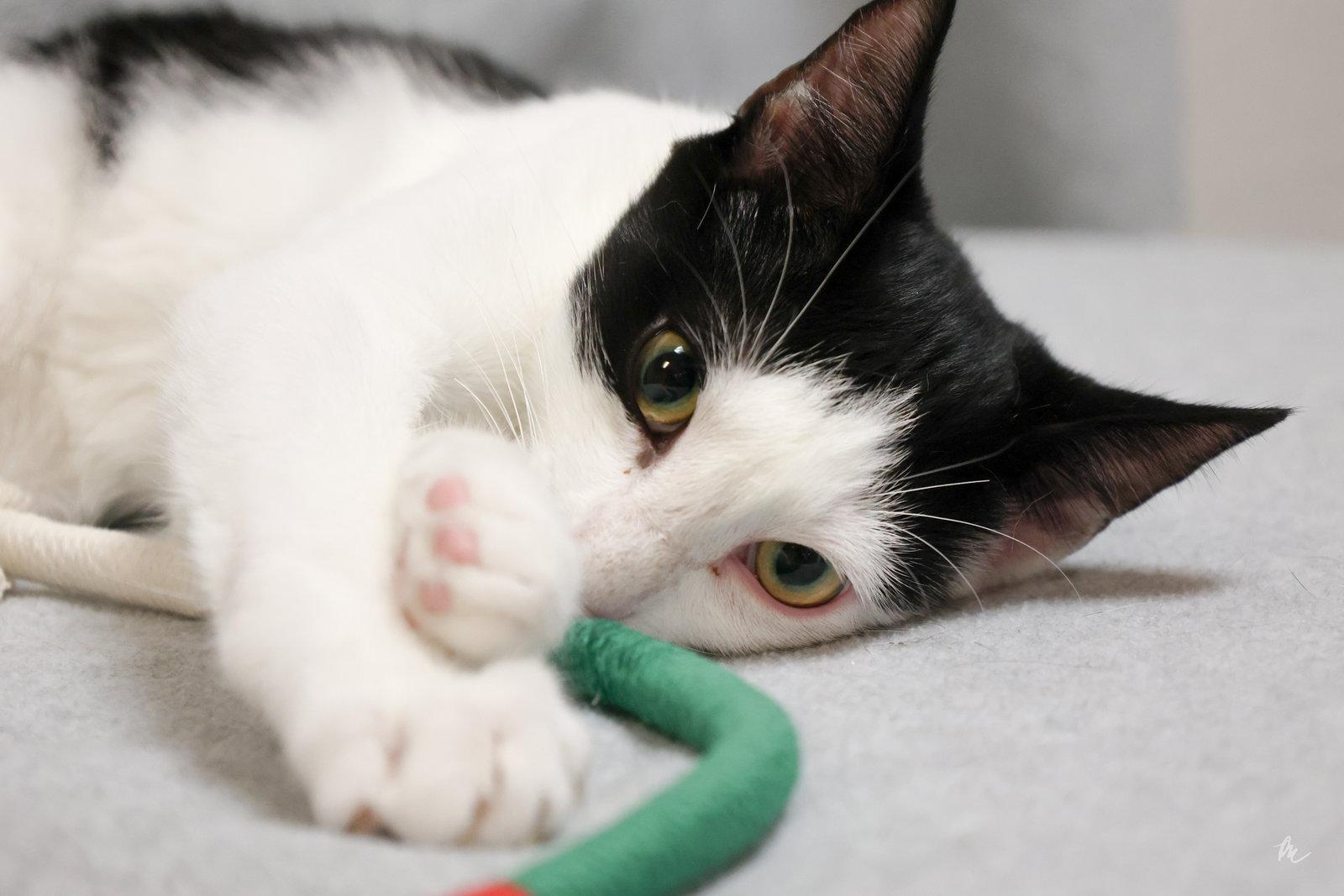 Enlarge FW, a Adoptable Domestic Short Hair in Cary, NC image 2/3