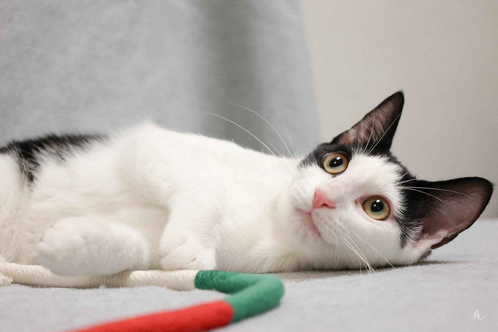 Enlarge FW, a Adoptable Domestic Short Hair in Cary, NC image 3/3