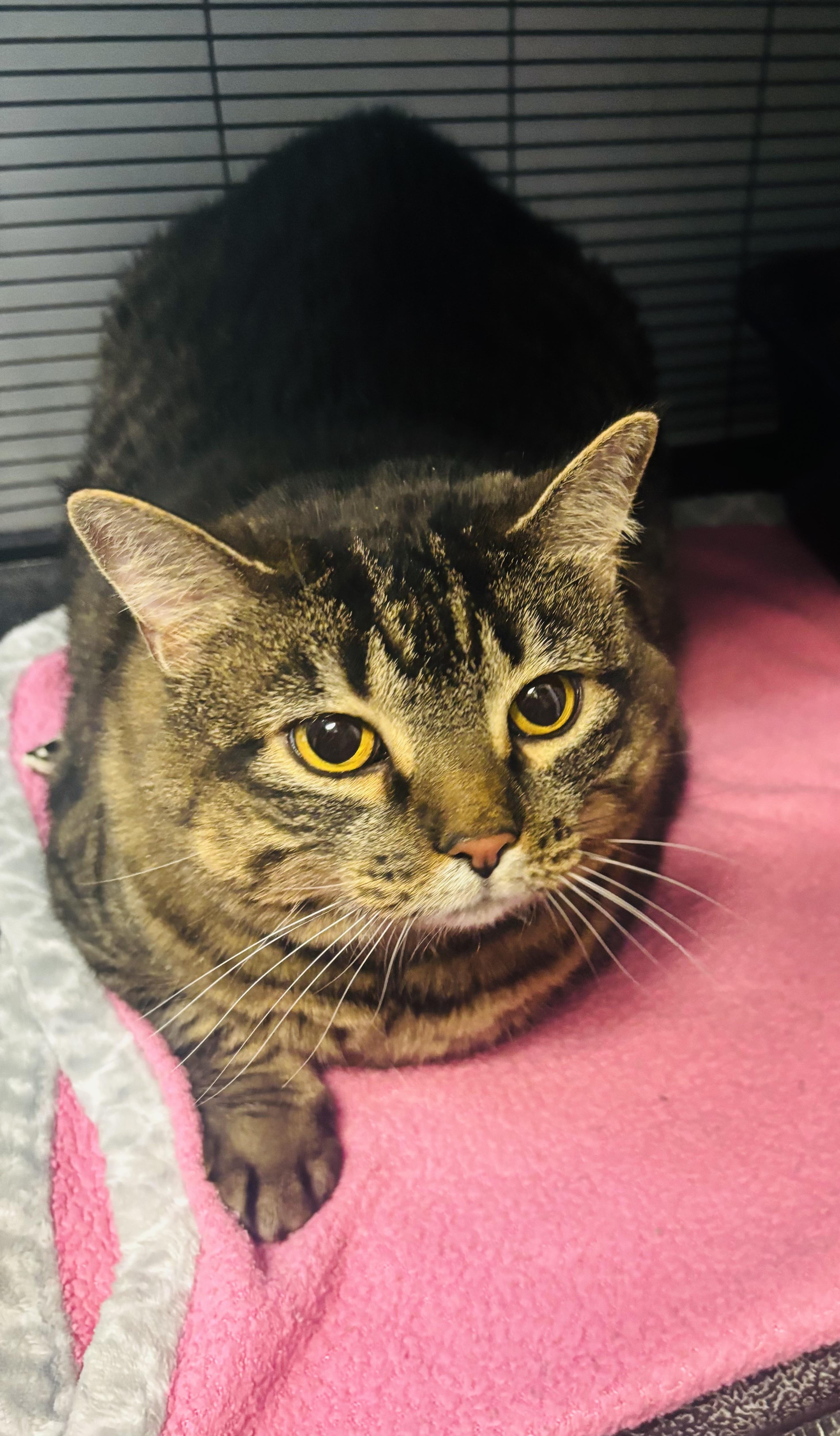 Enlarge Piper, a ADOPTABLE mixed breed in Council Bluffs, IA image 1/1