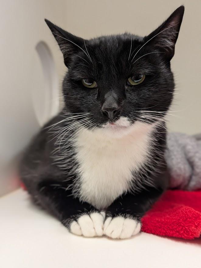 Gus, ADOPTABLE, Adult Male Domestic Short Hair.