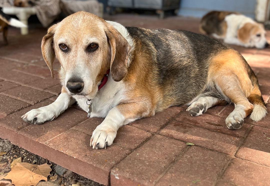 Enlarge Beebe, a ADOPTABLE mixed breed in Tomball, TX image 5/6