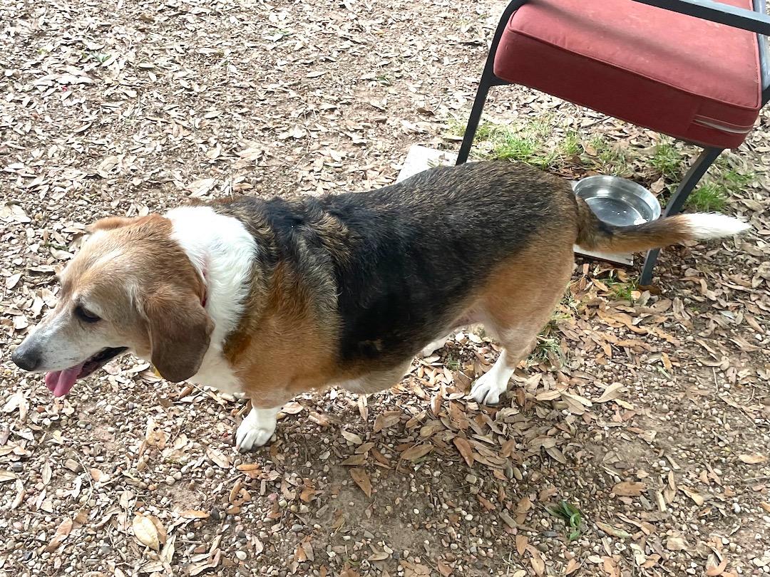 Enlarge Beebe, a ADOPTABLE mixed breed in Tomball, TX image 3/6