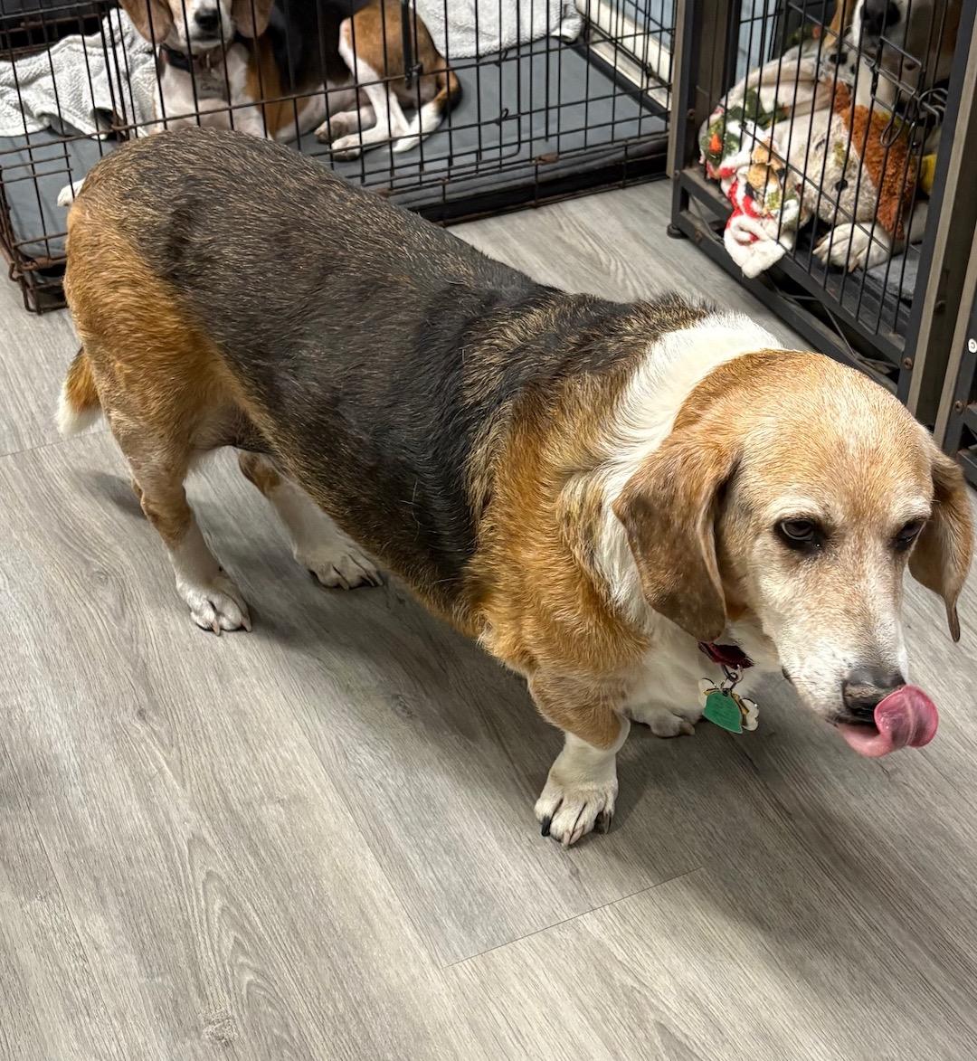 Enlarge Beebe, a ADOPTABLE mixed breed in Tomball, TX image 6/6