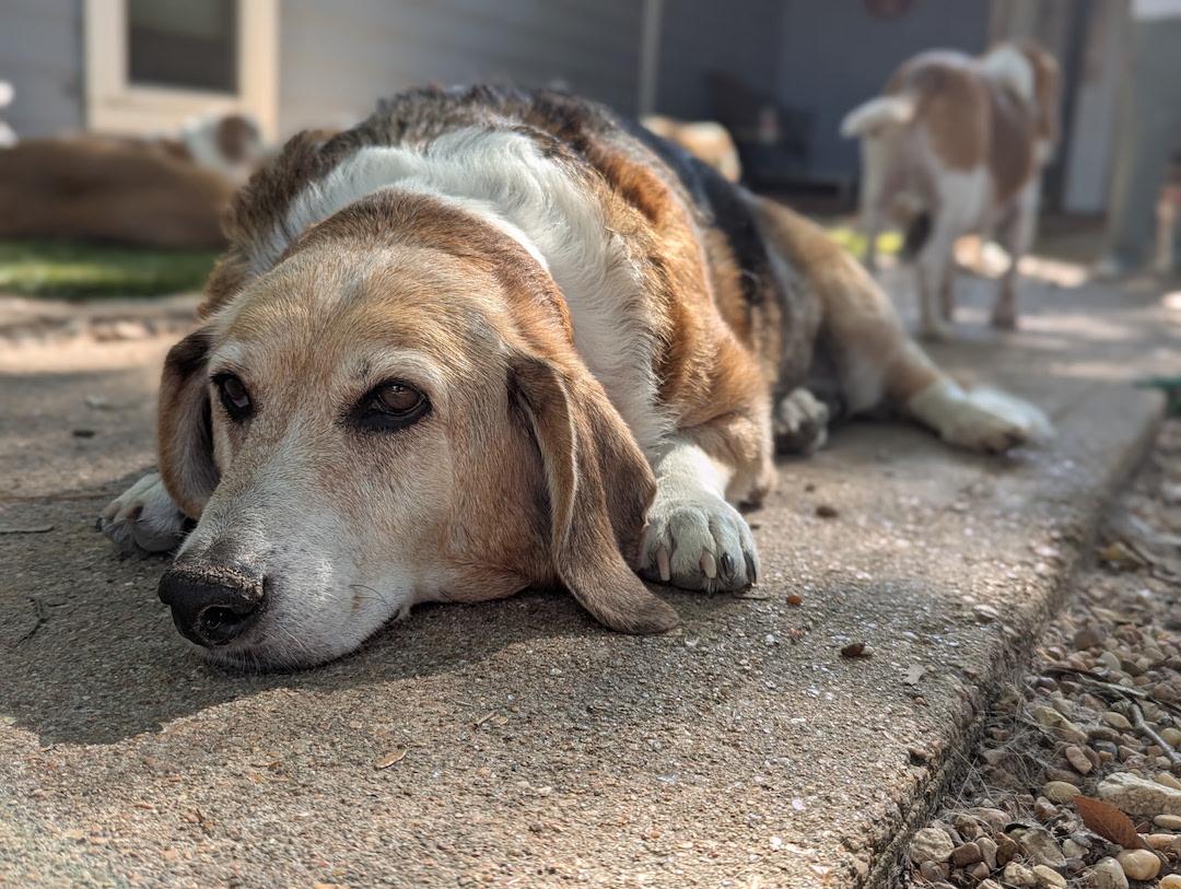 Enlarge Beebe, a ADOPTABLE mixed breed in Tomball, TX image 2/6