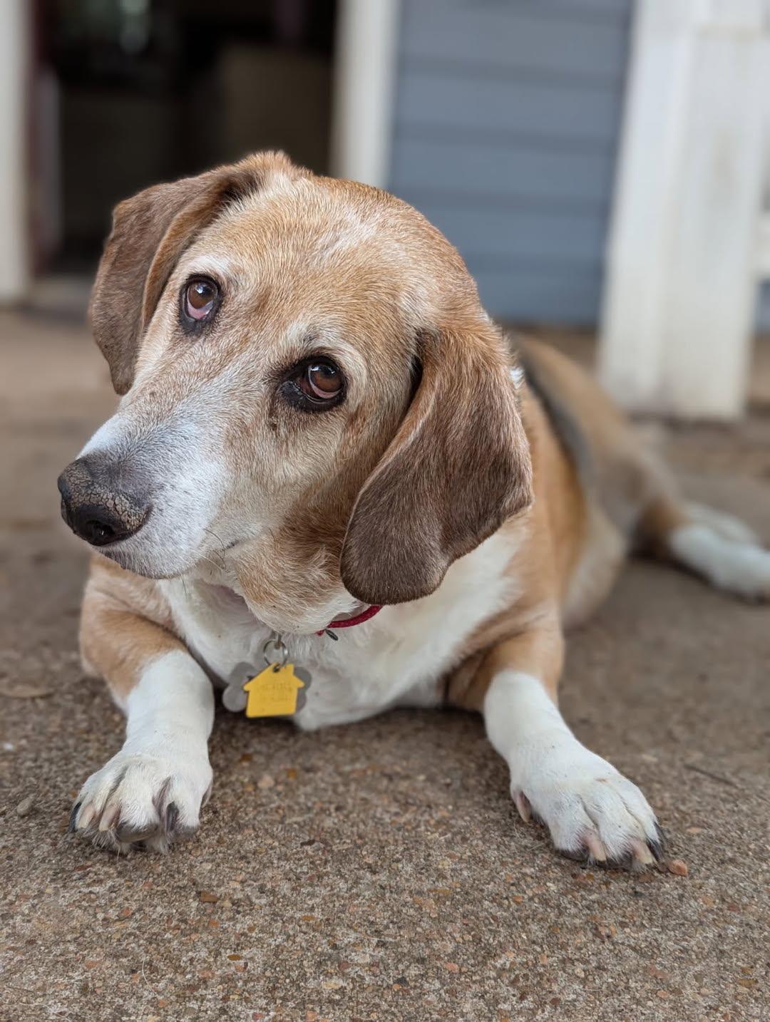Enlarge Beebe, a ADOPTABLE mixed breed in Tomball, TX image 4/6