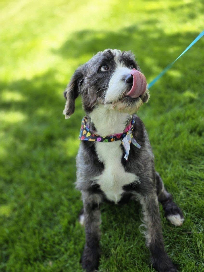 Misty, an adopted mixed breed in Orland Park, IL image 2/6
