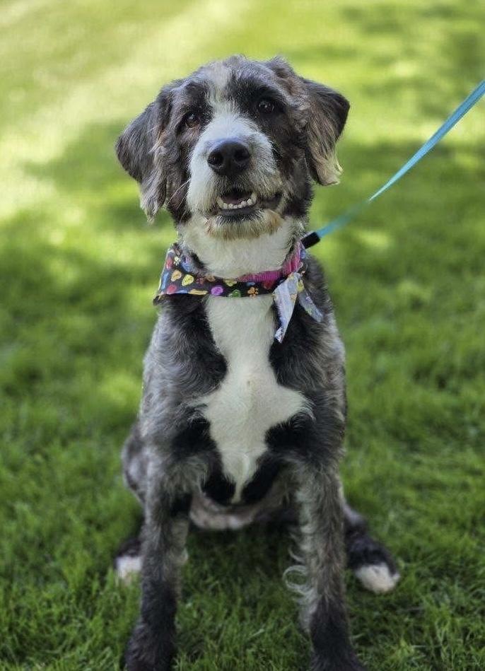 Misty, an adopted mixed breed in Orland Park, IL image 1/6