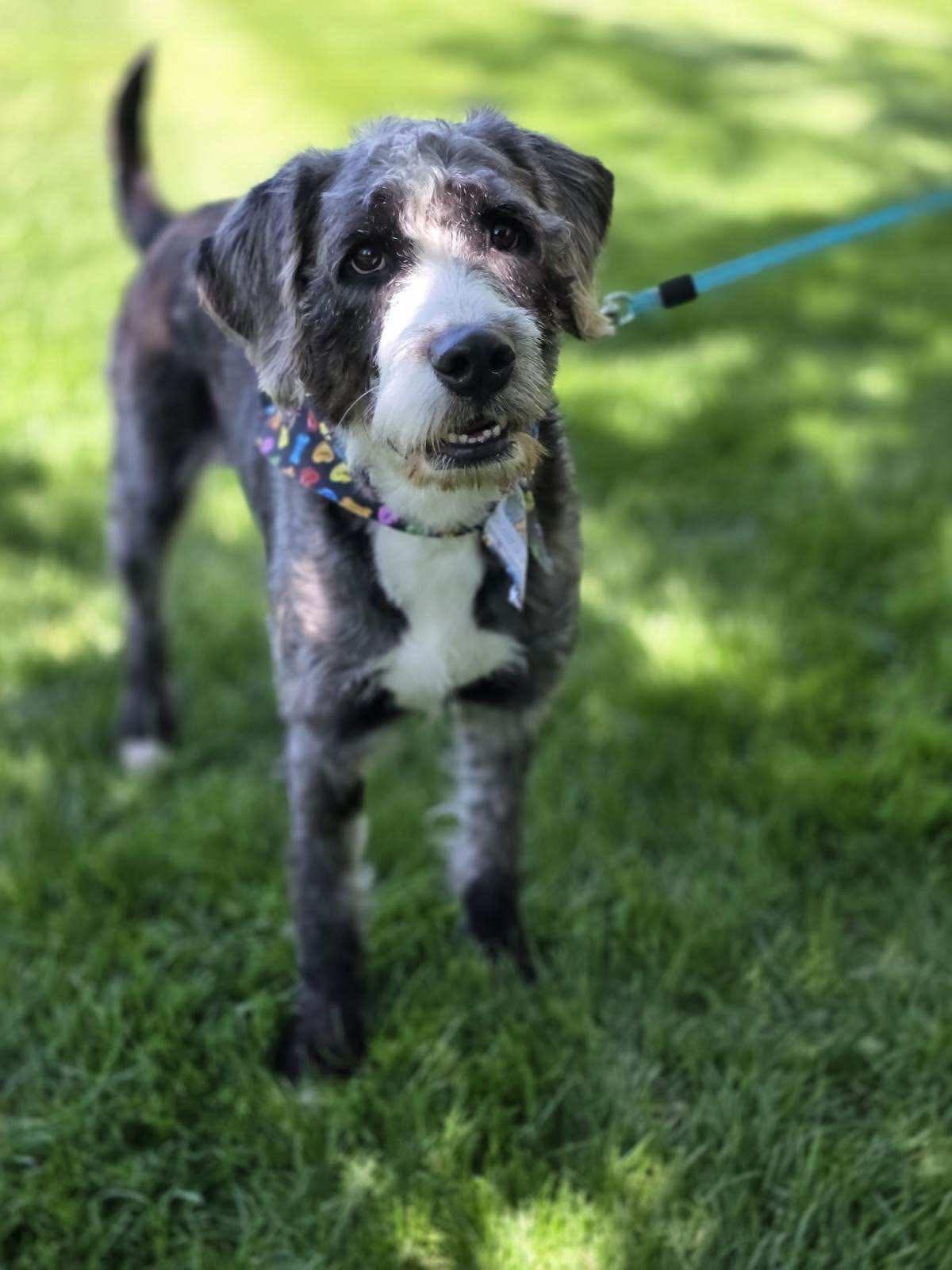 Misty, an adopted mixed breed in Orland Park, IL image 6/6