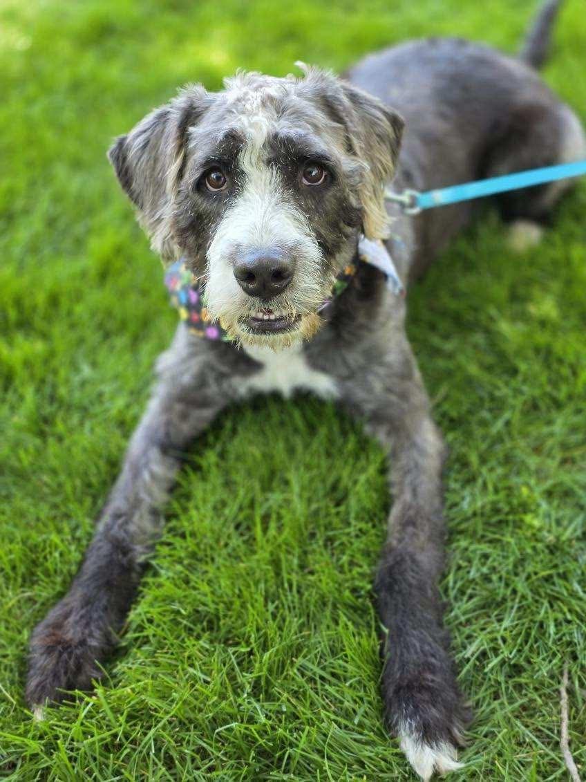 Misty, an adopted mixed breed in Orland Park, IL image 3/6