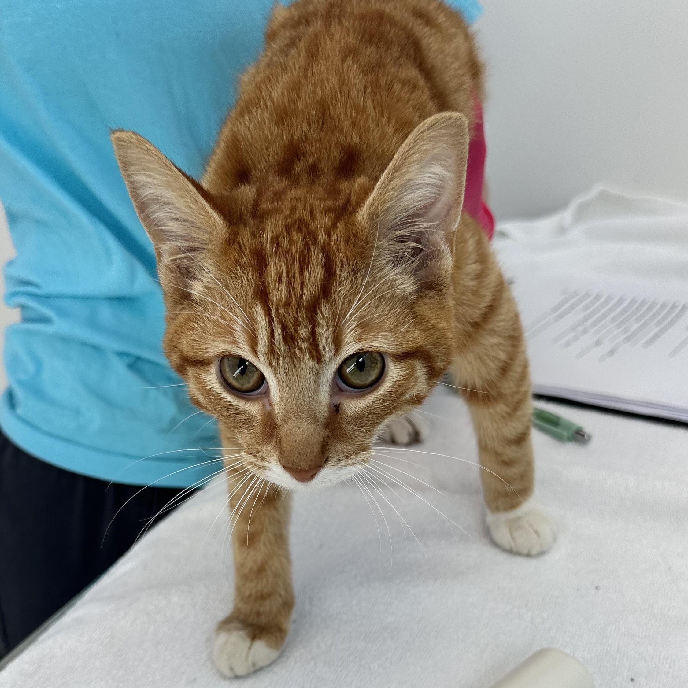 Ginger, adopted, Kitten Female Tabby.