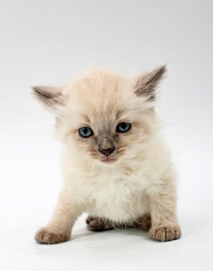 Enlarge Fluffy, a Adoptable mixed breed in Morton Grove, IL image 1/1