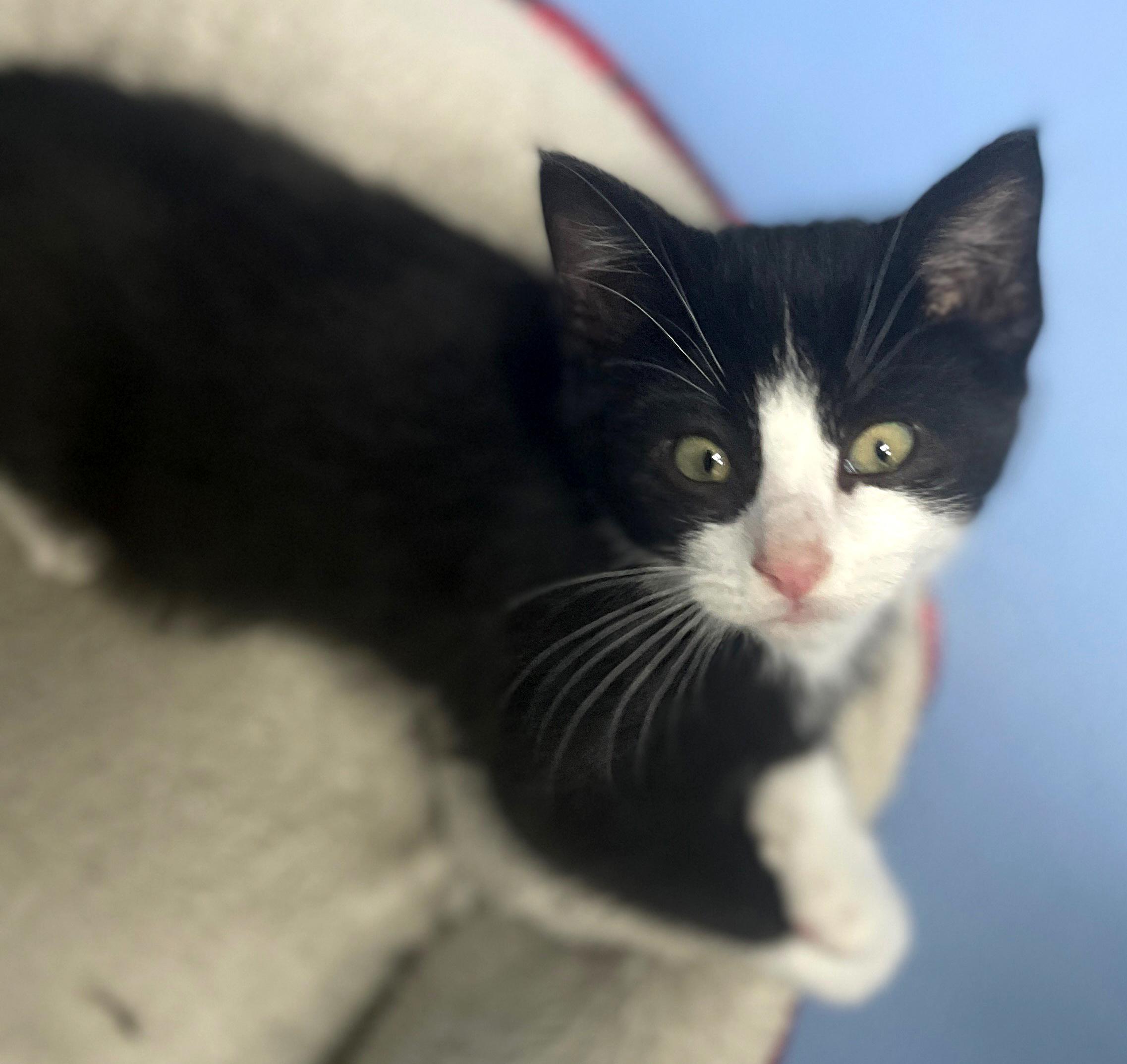 Enlarge Gilligan (Must be Adopted w/Littermate), an adoptable Domestic Medium Hair in Neillsville, WI image 1/1