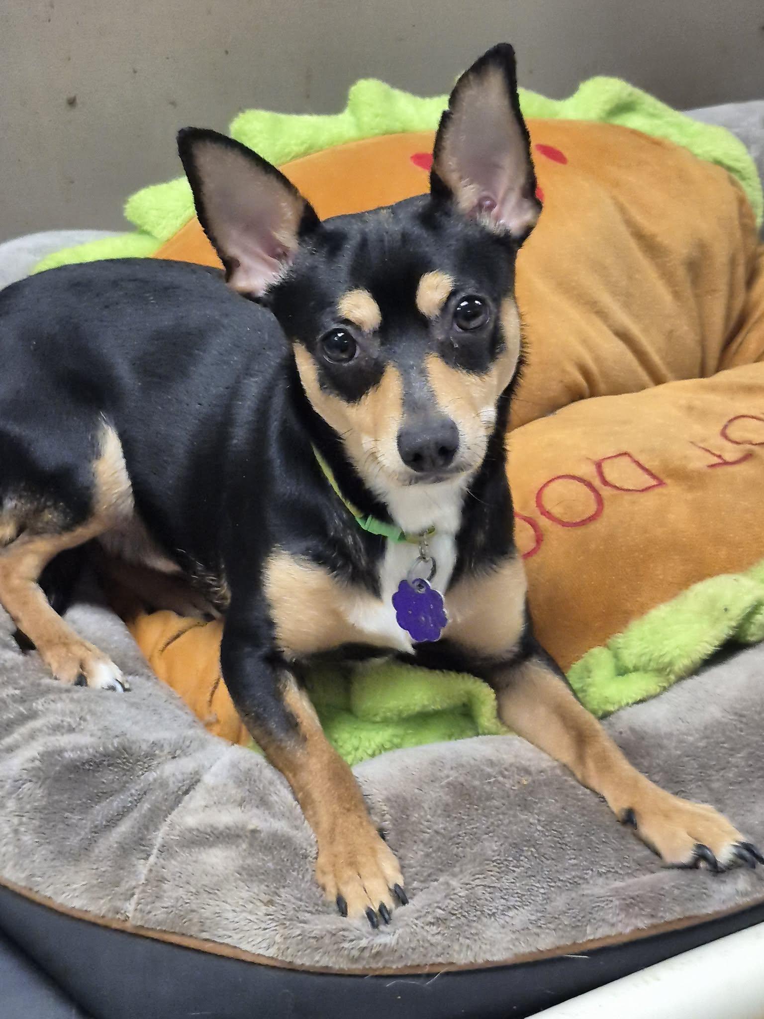 Enlarge Cheesy, a ADOPTABLE mixed breed in Chatham, ON image 1/4