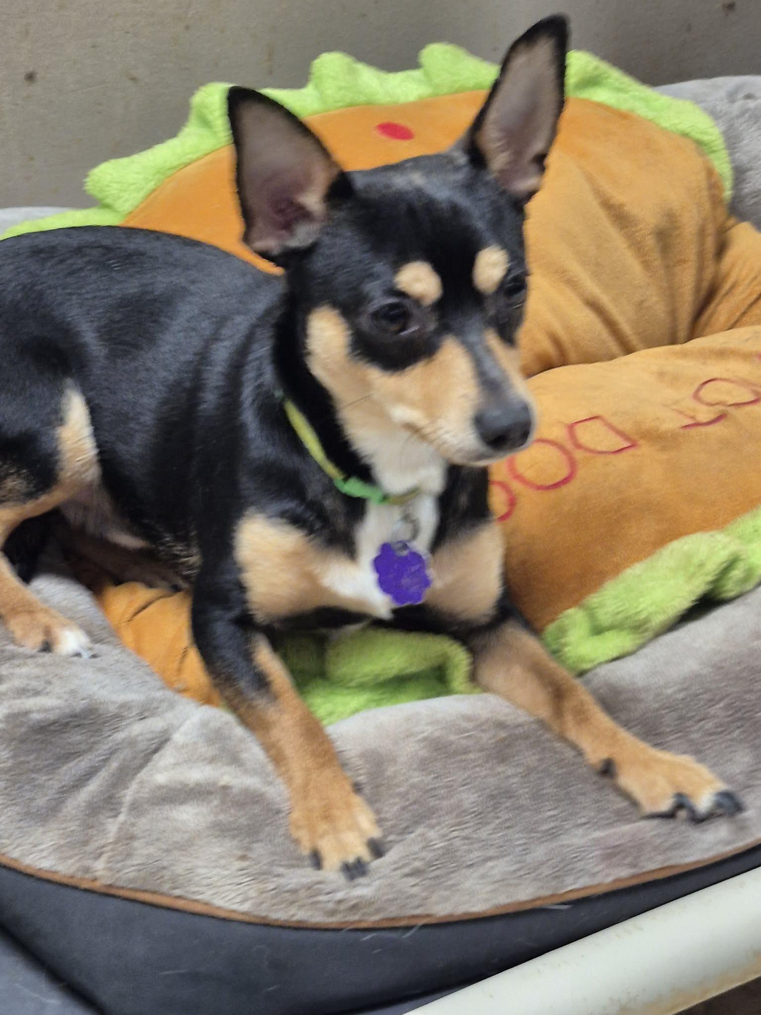Enlarge Cheesy, a ADOPTABLE mixed breed in Chatham, ON image 2/4