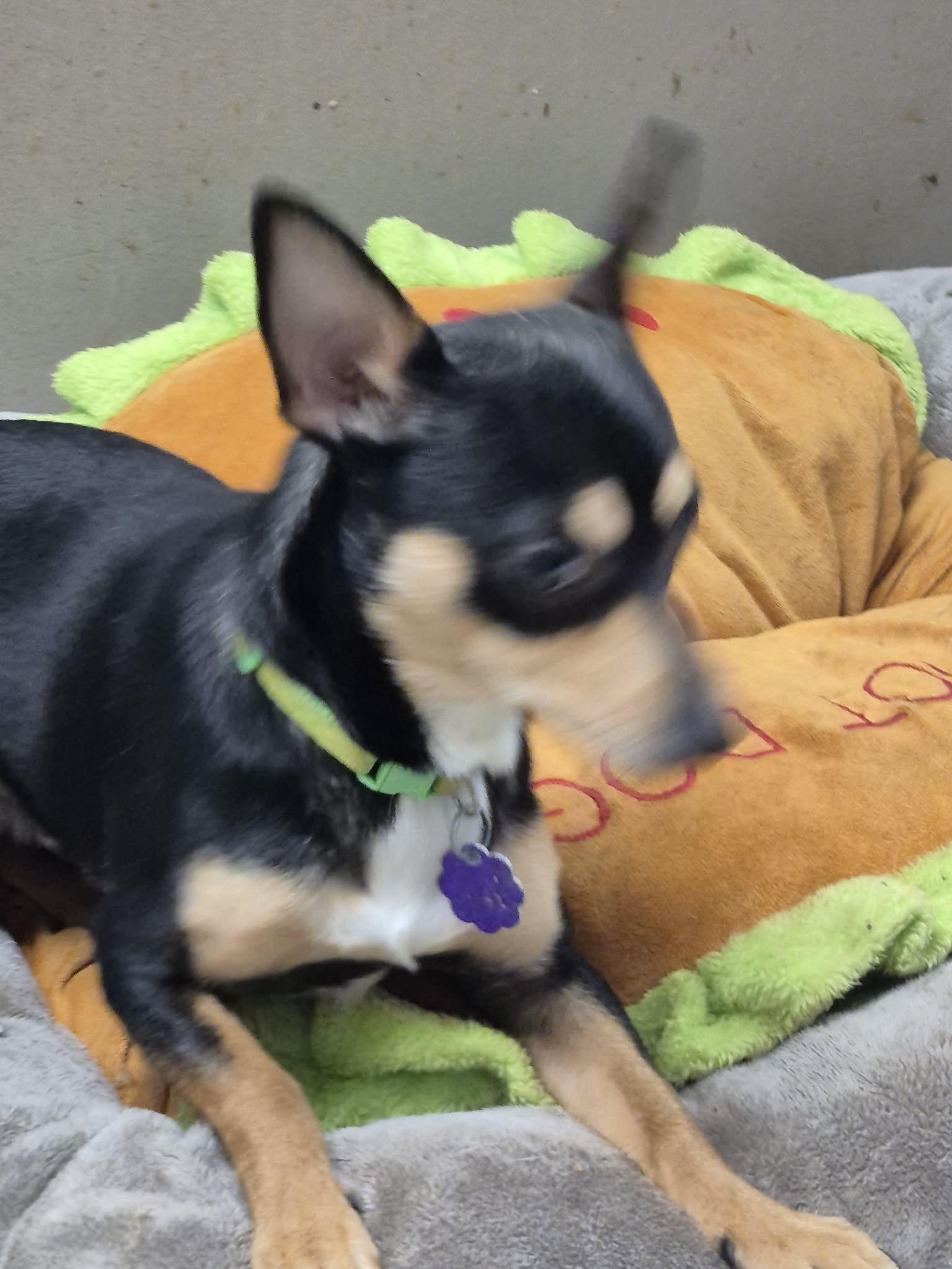 Enlarge Cheesy, a ADOPTABLE mixed breed in Chatham, ON image 3/4