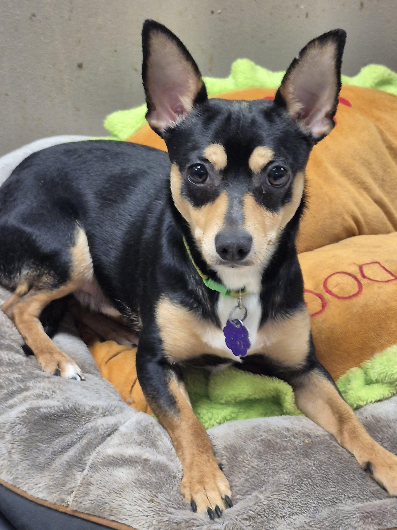 Enlarge Cheesy, a ADOPTABLE mixed breed in Chatham, ON image 4/4
