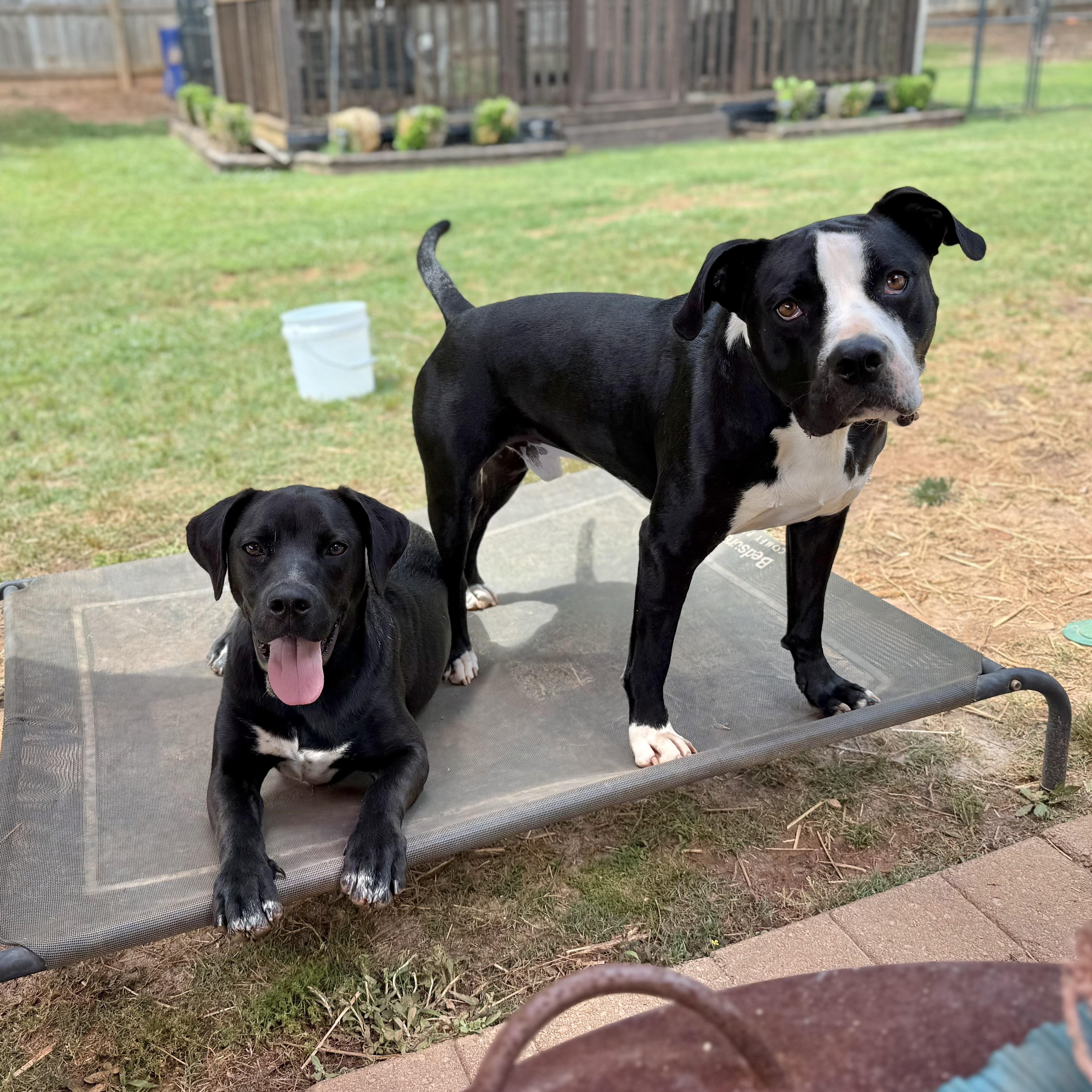 Enlarge Rosie, an adopted mixed breed in Jackson, GA image 3/6