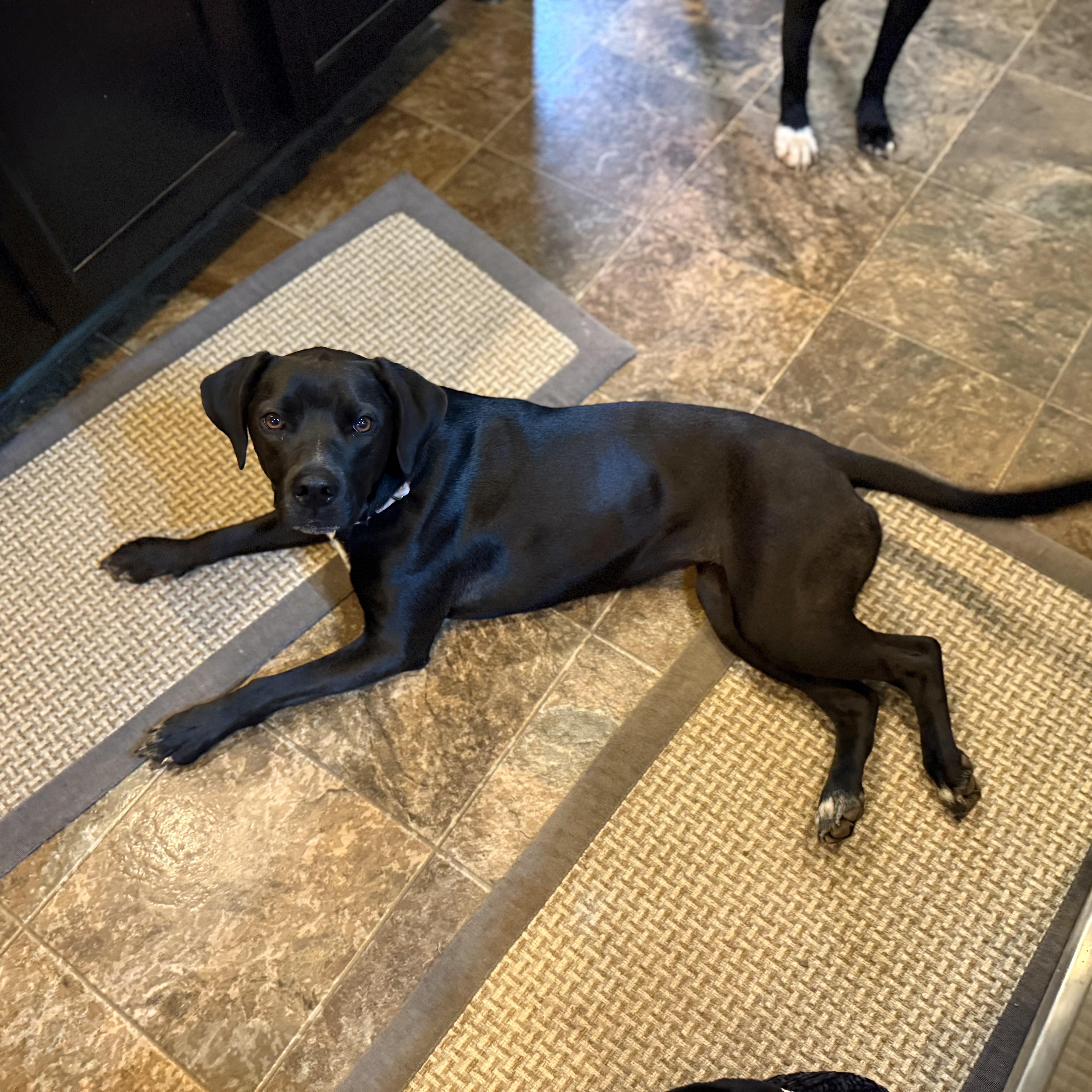 Enlarge Rosie, an adopted mixed breed in Jackson, GA image 6/6