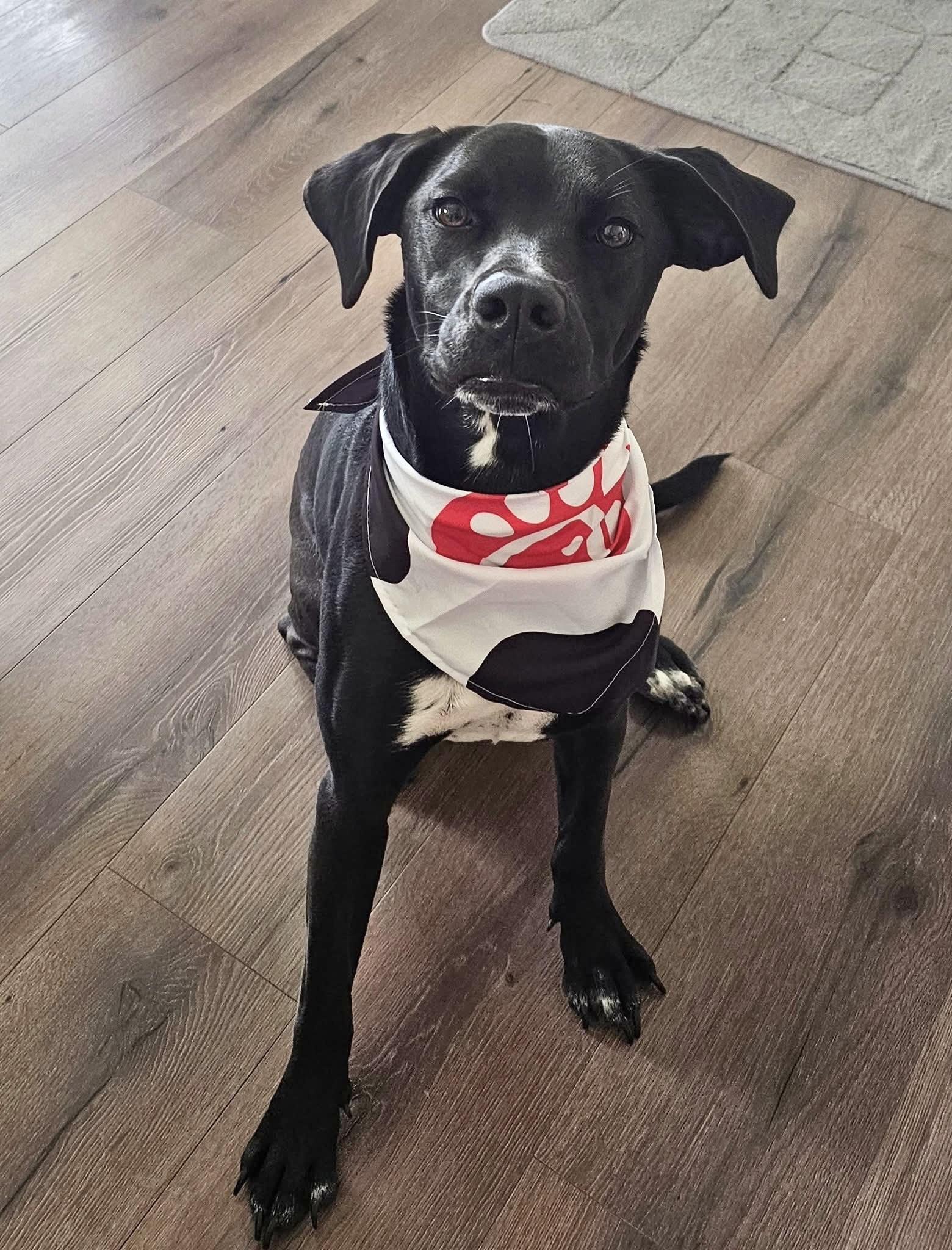 Rosie, adopted, Young Female Labrador Retriever.