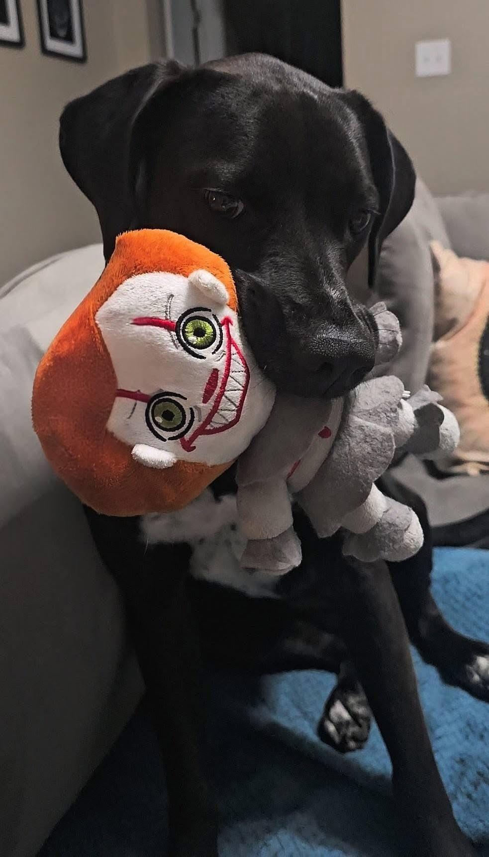 Enlarge Rosie, an adopted mixed breed in Jackson, GA image 4/6