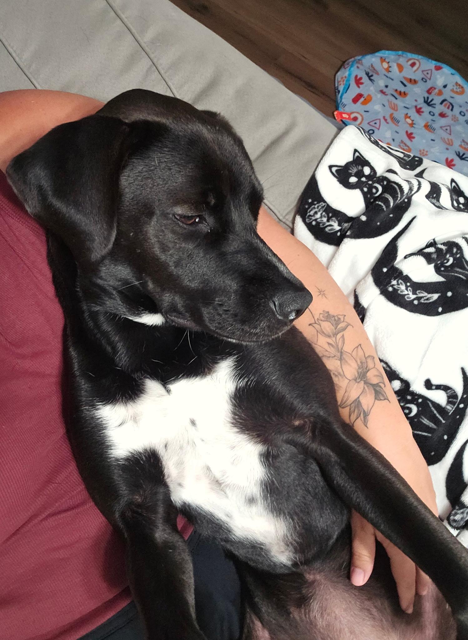 Enlarge Rosie, an adopted mixed breed in Jackson, GA image 5/6