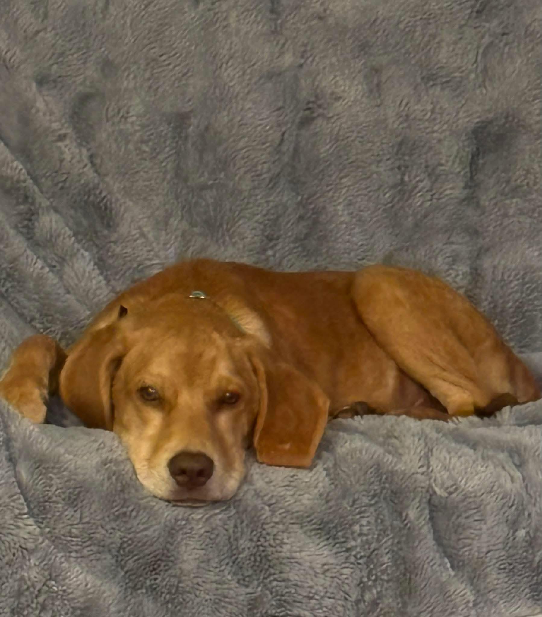 Tiramisu, Adoptable, Young Male Labrador Retriever & Hound.