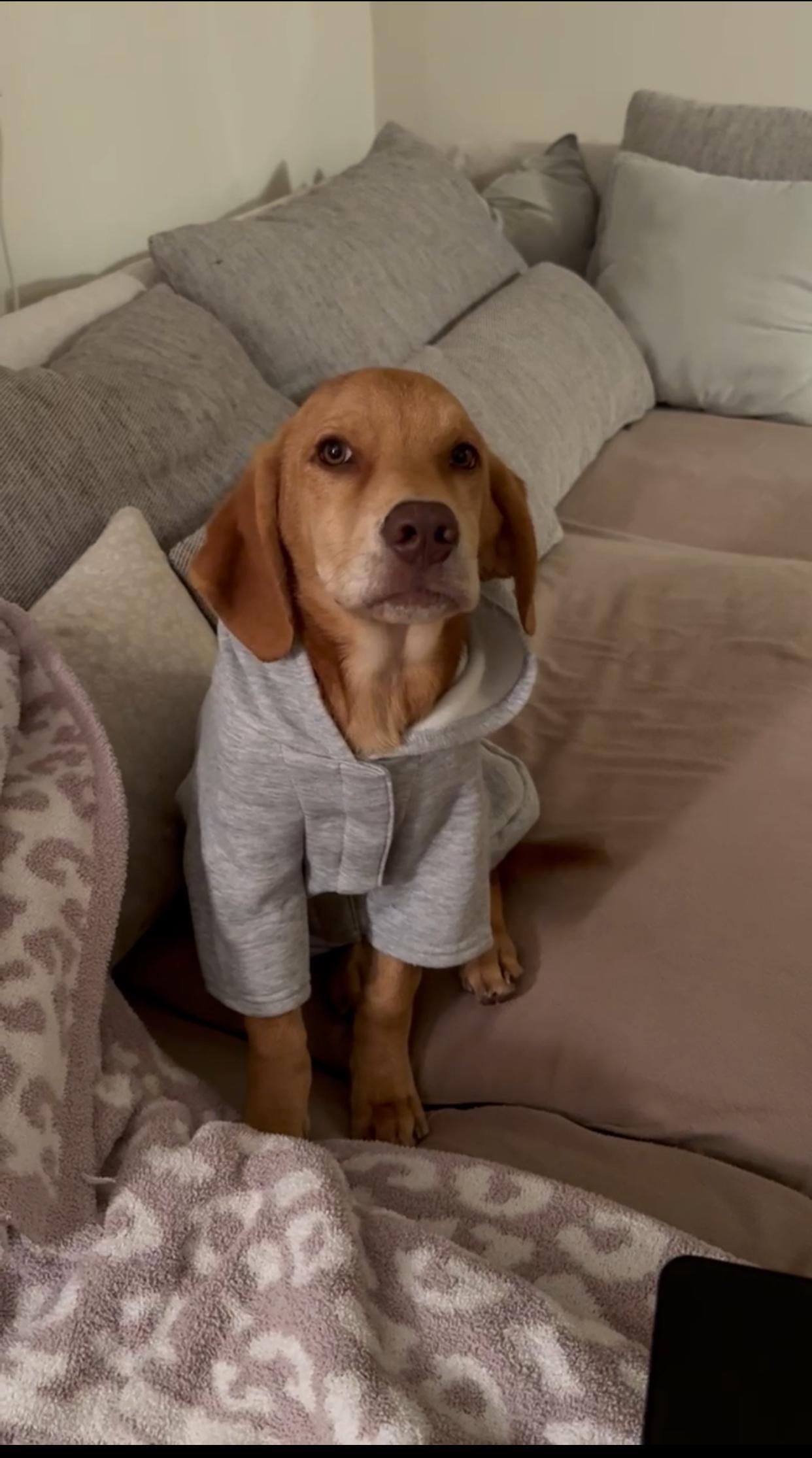 Tiramisu, a Adoptable mixed breed in Oceanport, NJ image 2/2