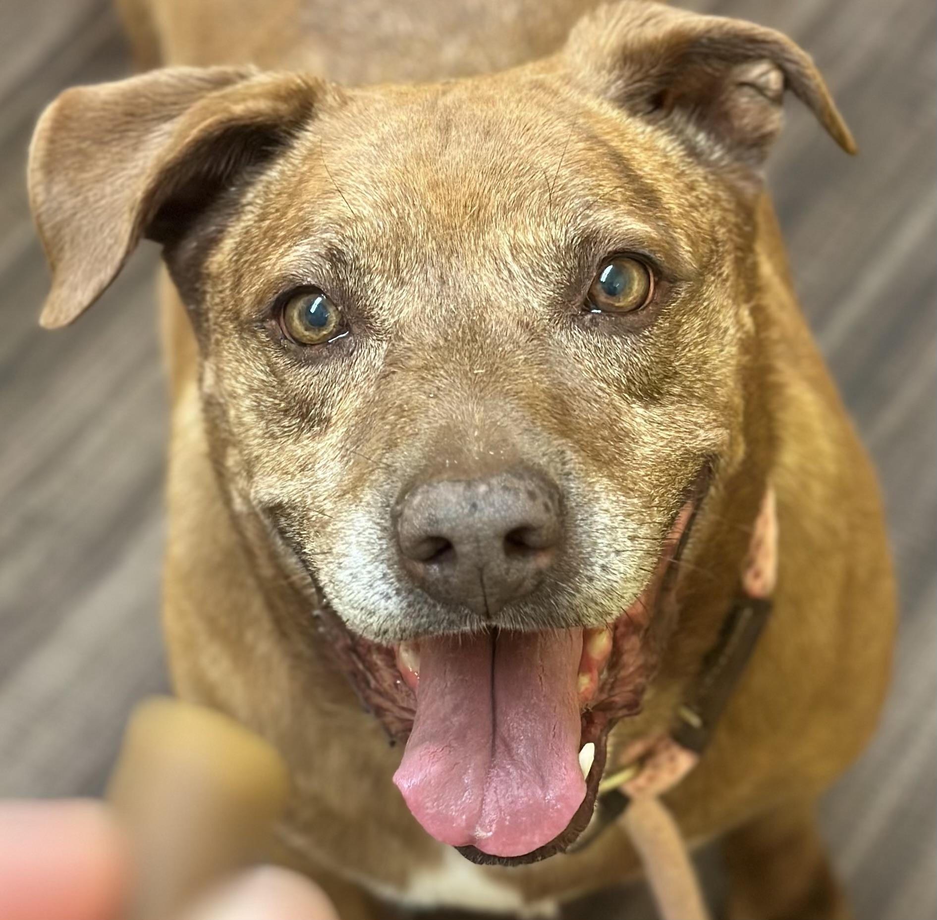 Rose, a Adoptable mixed breed in Vallonia, IN image 1/4