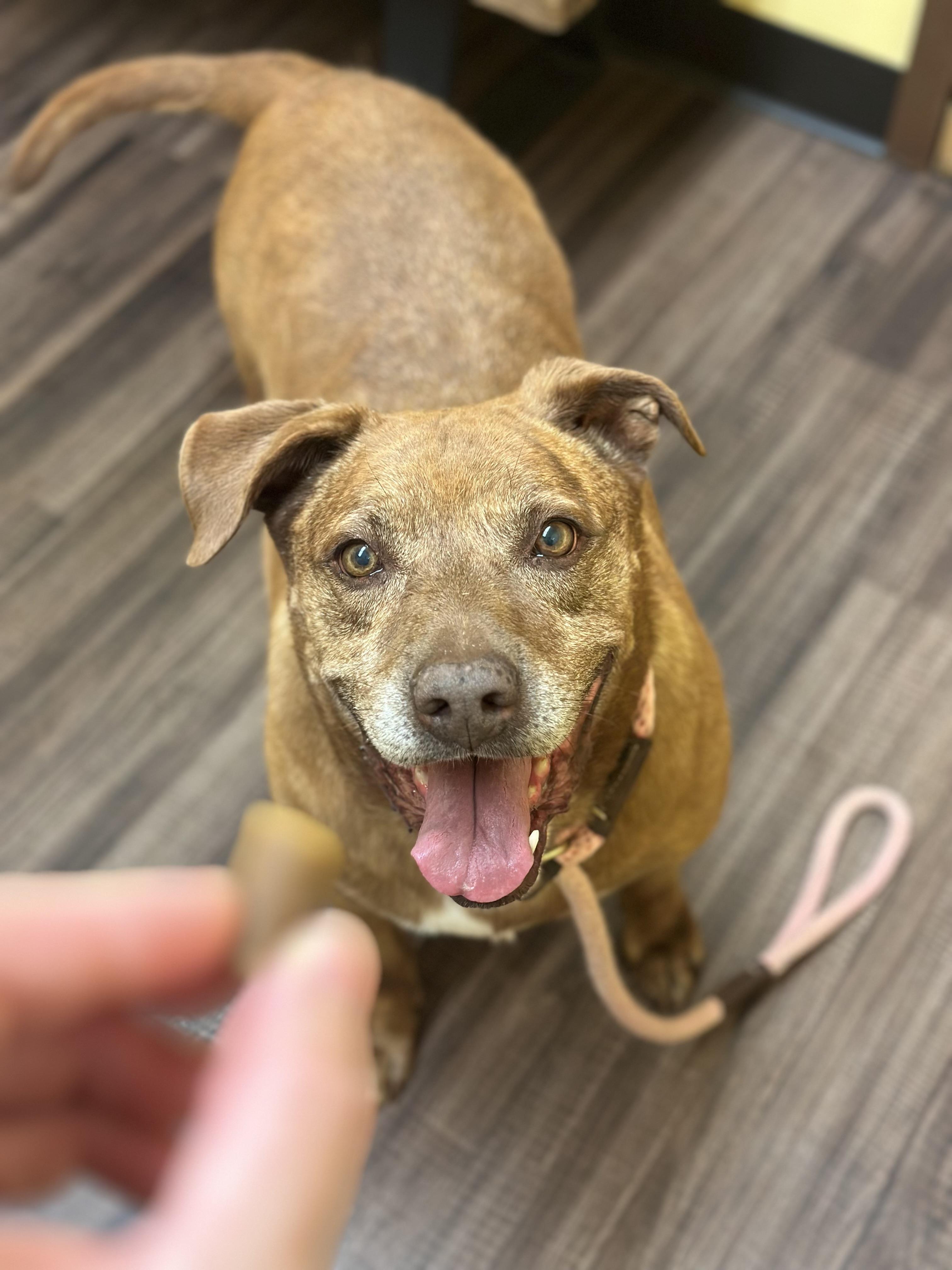 Rose, a Adoptable mixed breed in Vallonia, IN image 2/4