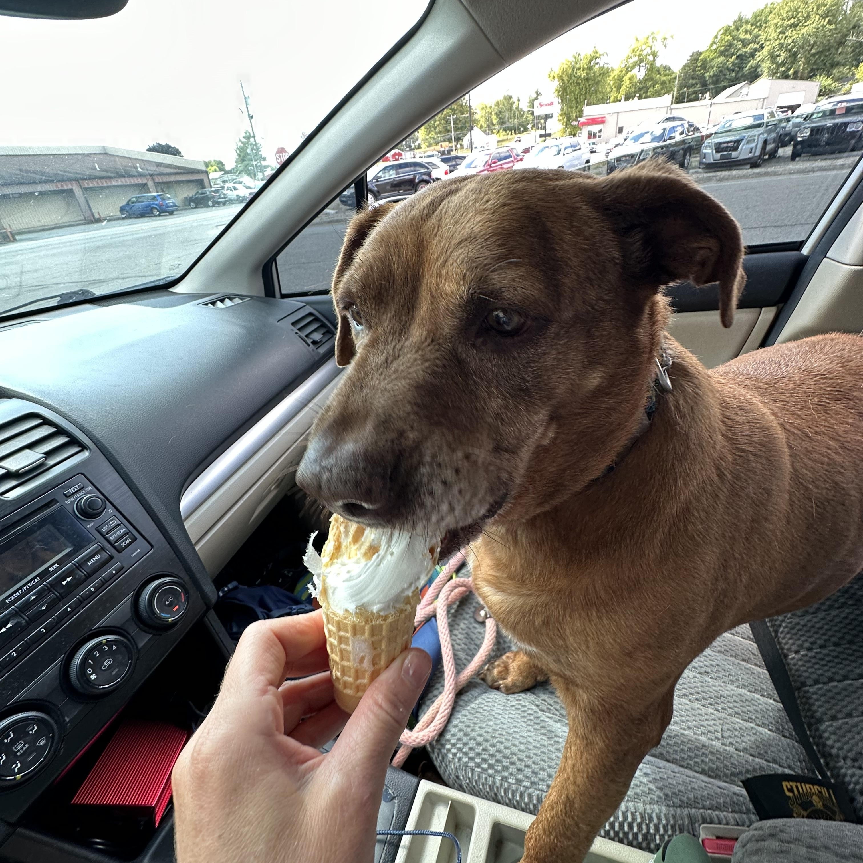 Rose, a Adoptable mixed breed in Vallonia, IN image 3/4