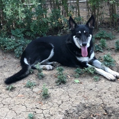 Enlarge Clyde, a Adoptable German Shepherd Dog in Haslet, TX image 1/1
