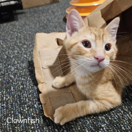 Clownfish, Adoptable, Kitten Male Domestic Short Hair & Domestic Short Hair.