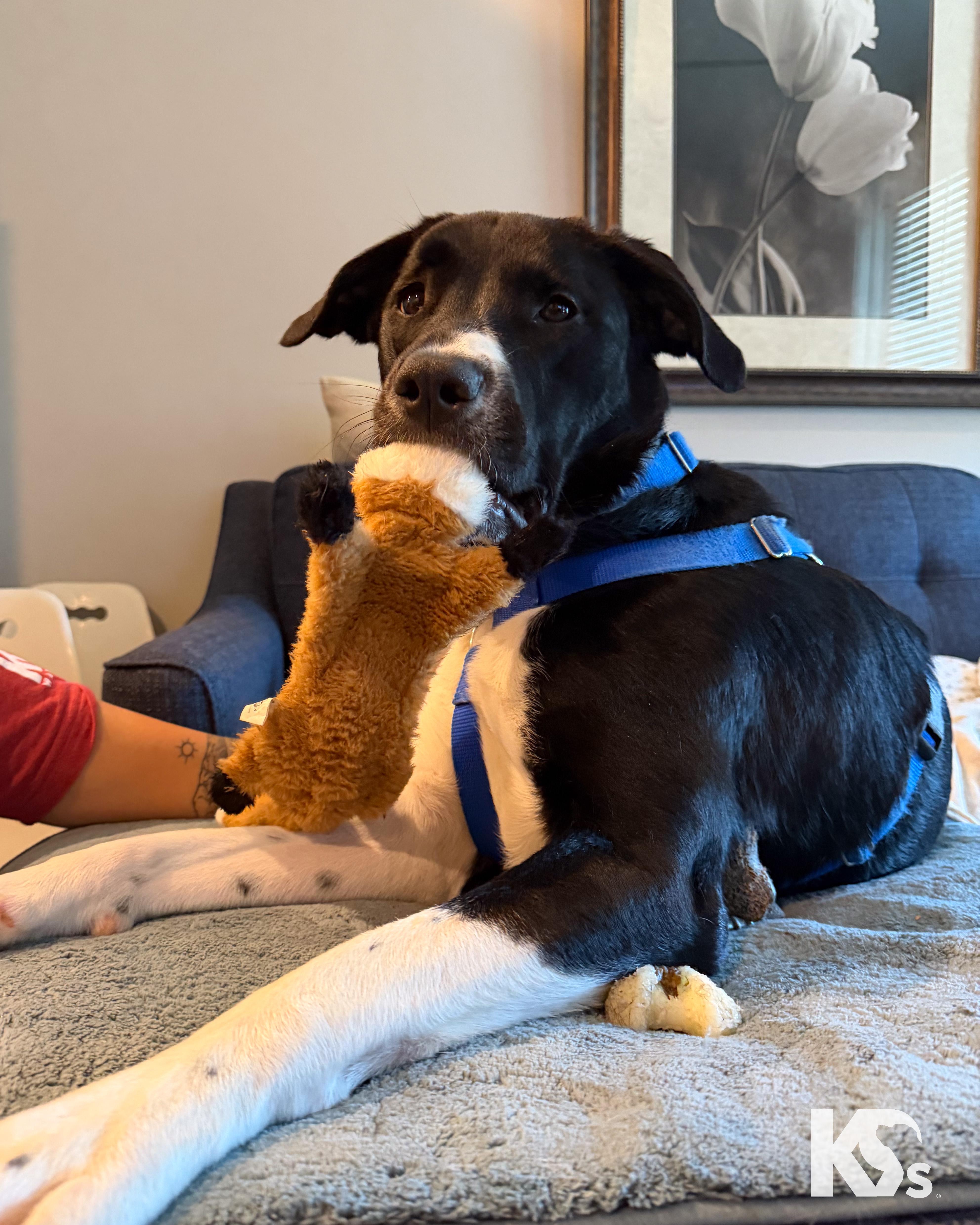 Zoomie, a Adoptable mixed breed in Ponte Vedra, FL image 1/6