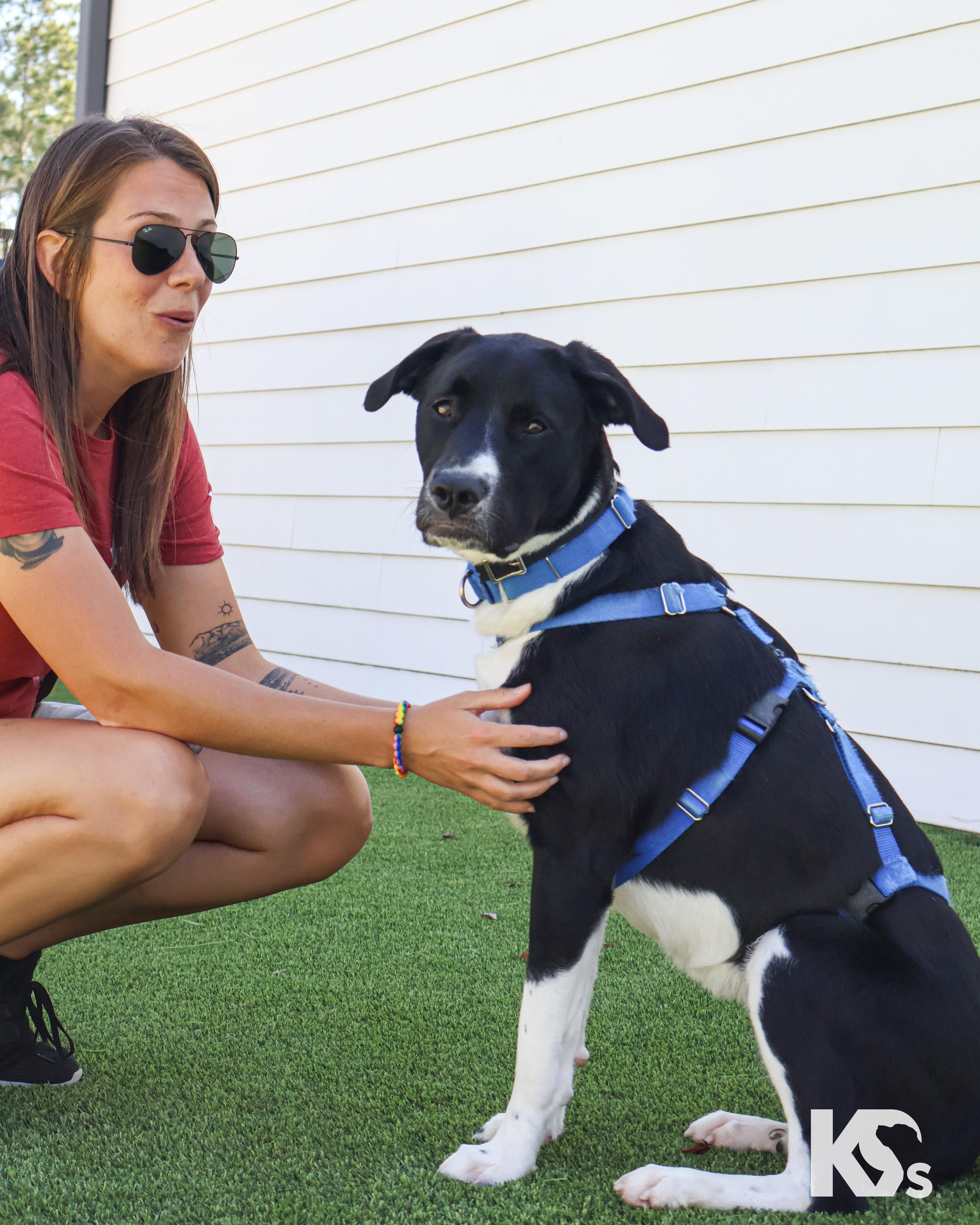 Zoomie, a Adoptable mixed breed in Ponte Vedra, FL image 2/6