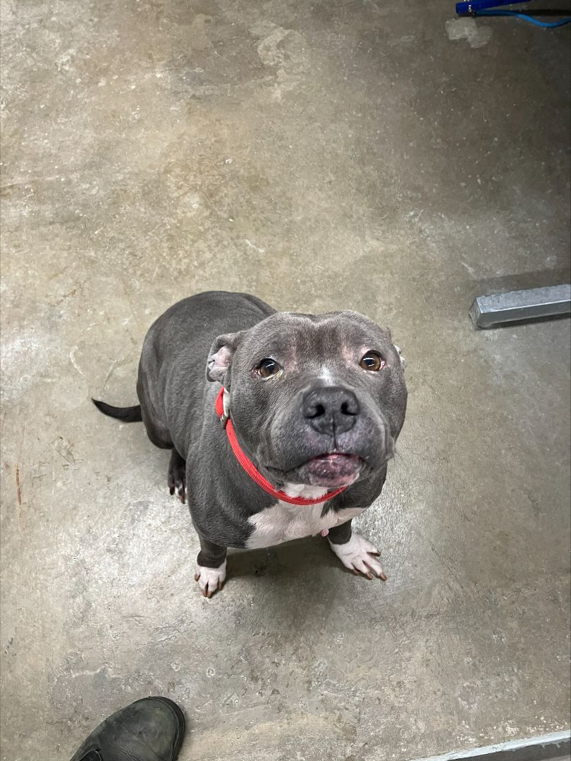 Sarah, Adopted, Adult Female Pit Bull Terrier.