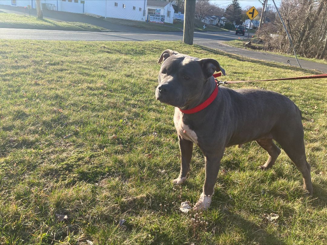 Enlarge Sarah, a Adopted mixed breed in Bethel, CT image 2/3